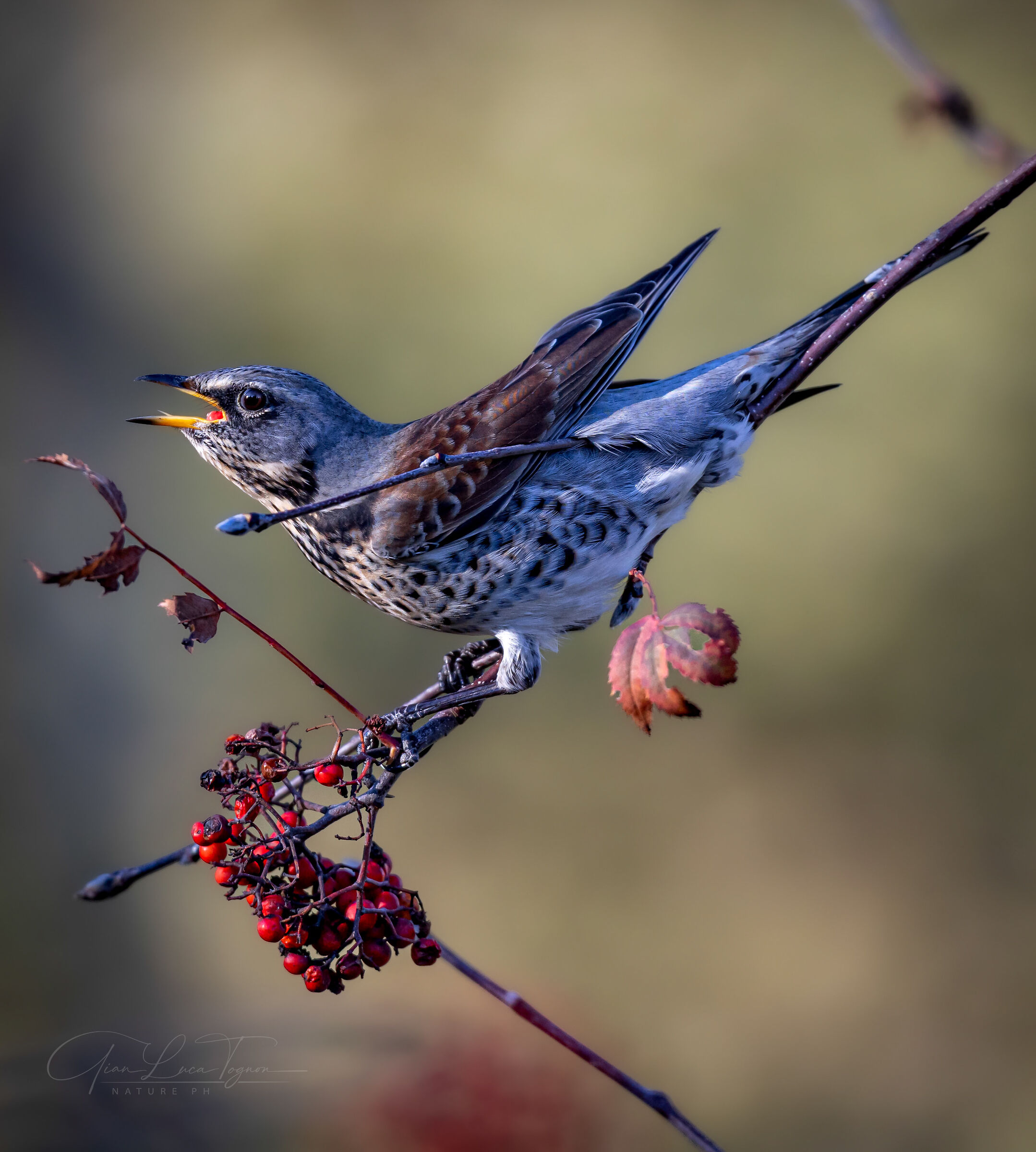 peccato di gola | gluttony