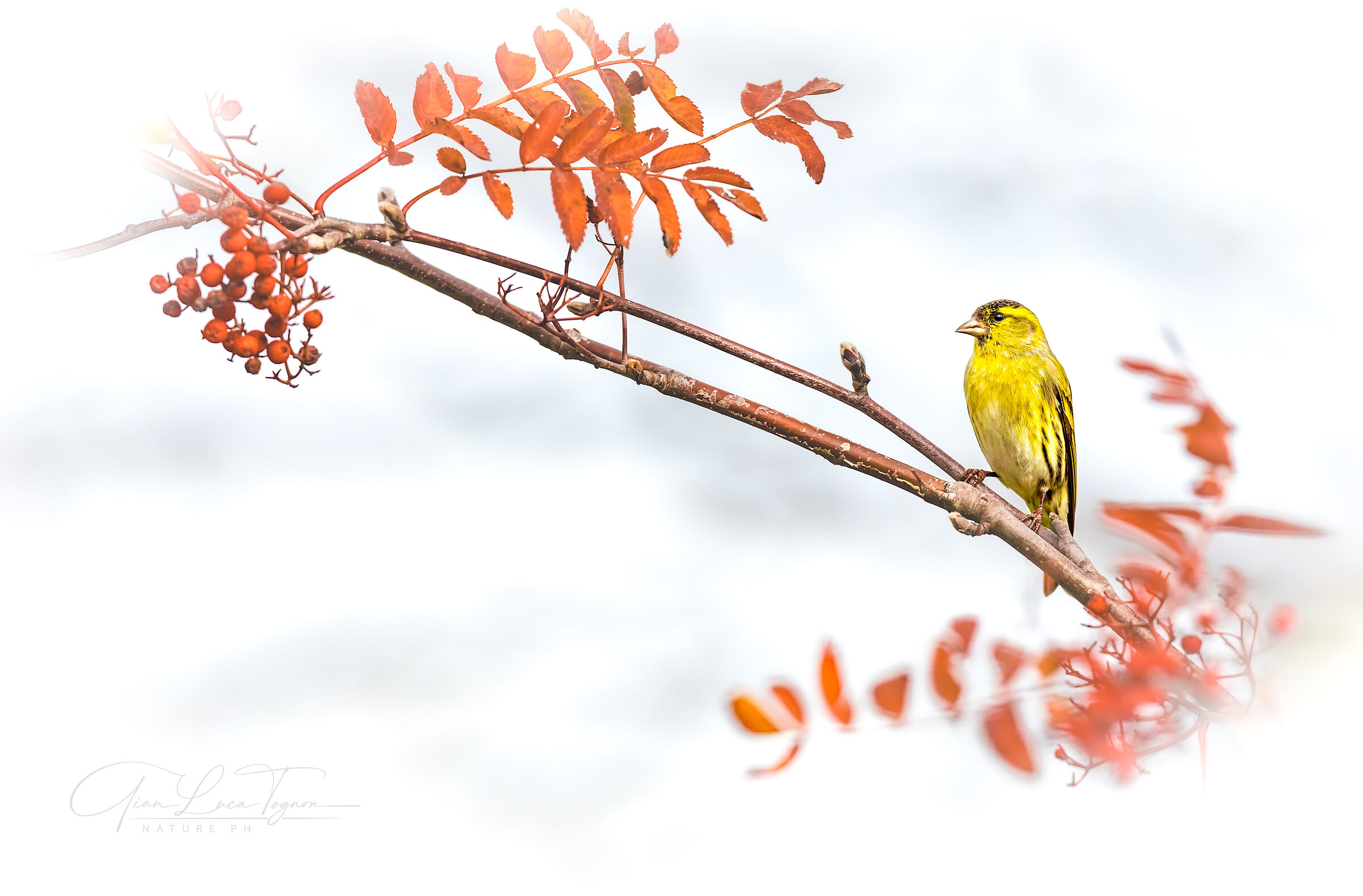 delicatezza | delicacy