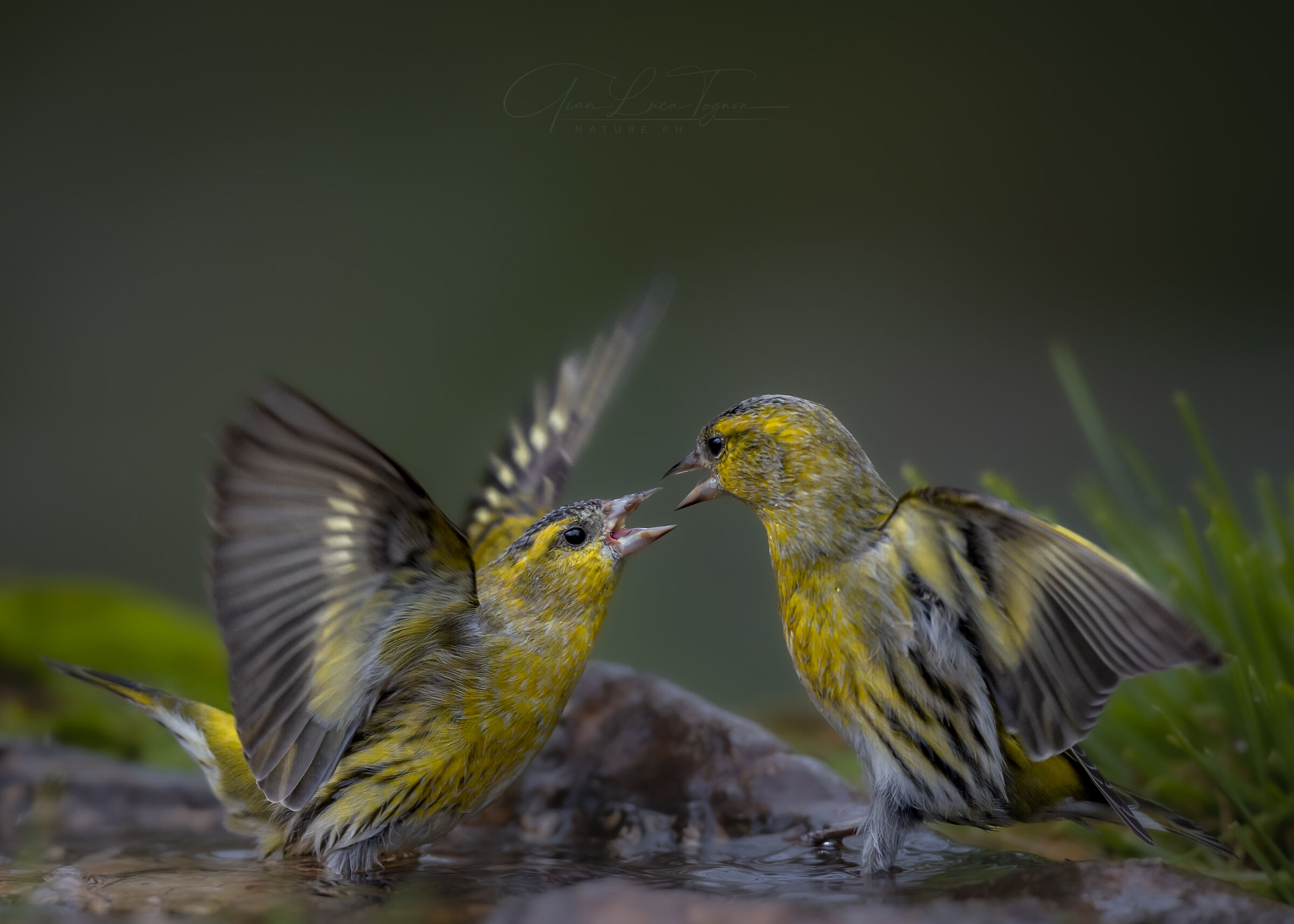 non è come sembra | it's not what it looks like