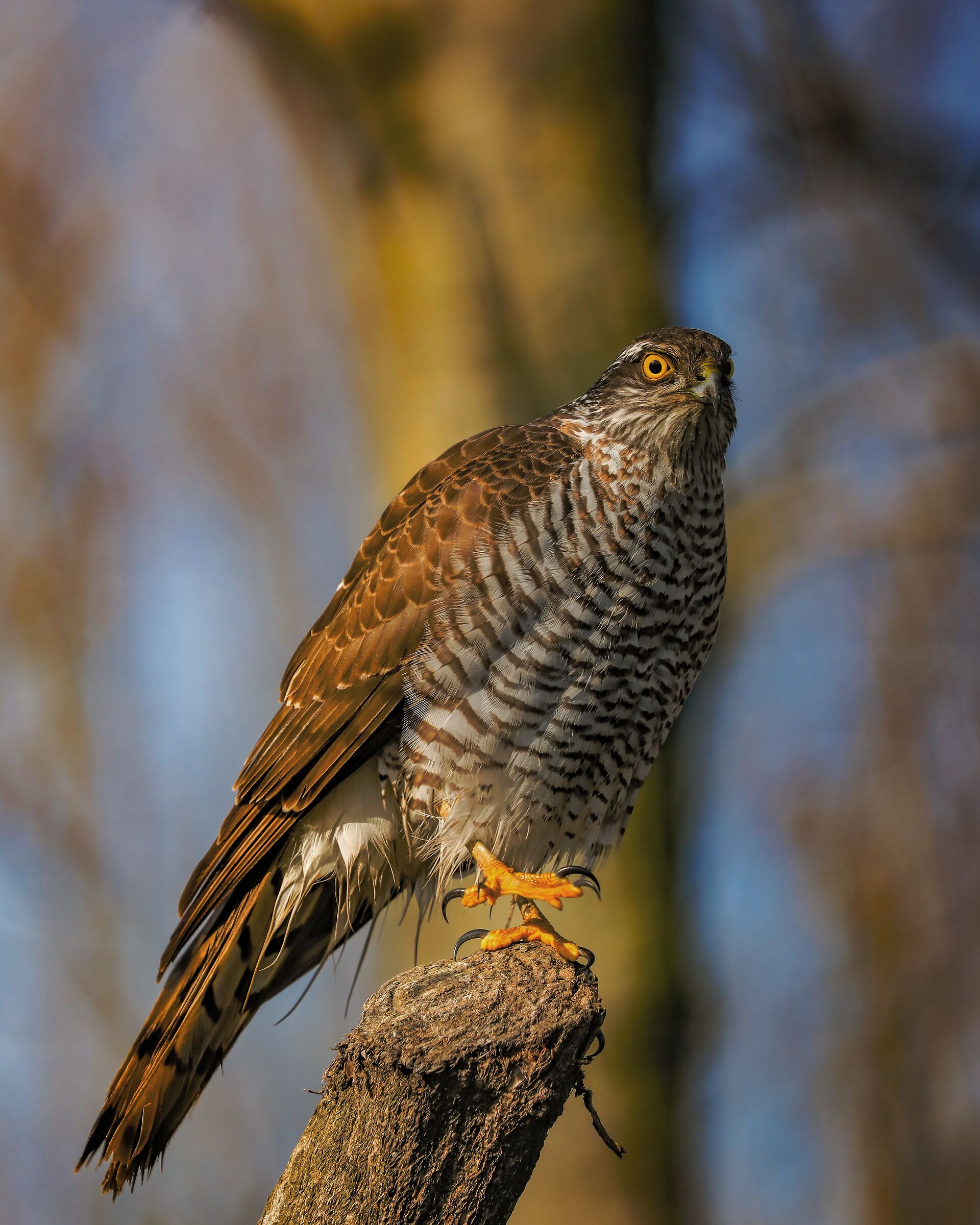 l'equilibrista | the equilibrist