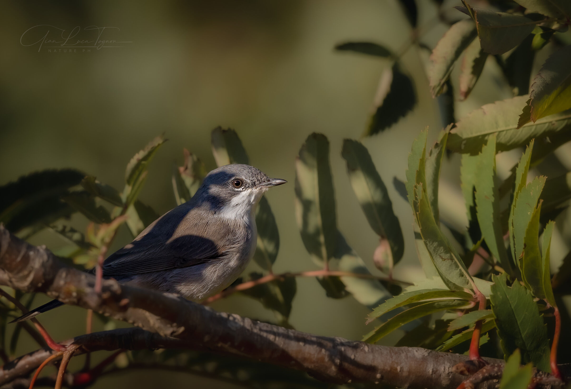 Bigiarella • Lesser Whitethroat