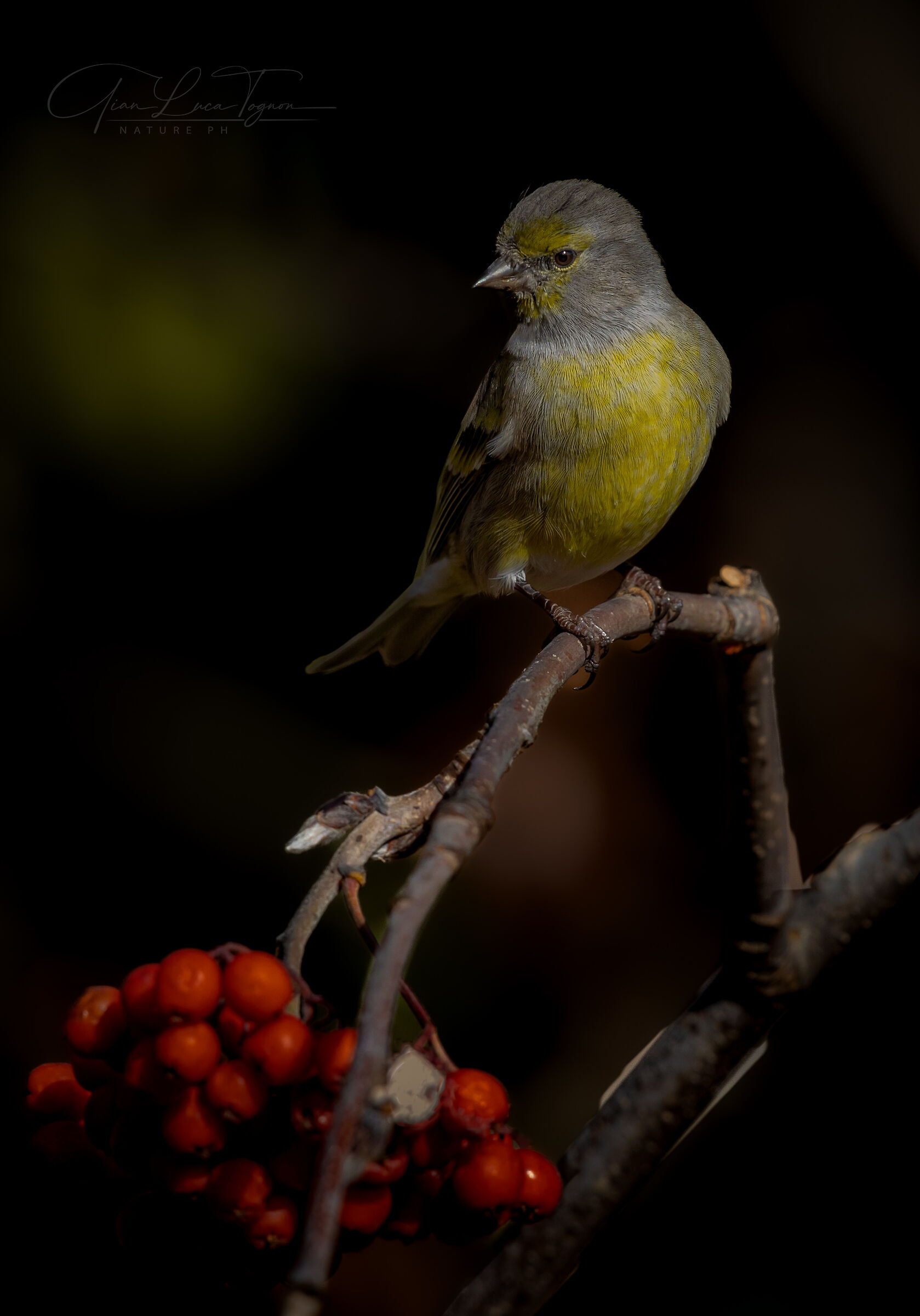 Venturone alpino • Citril finch