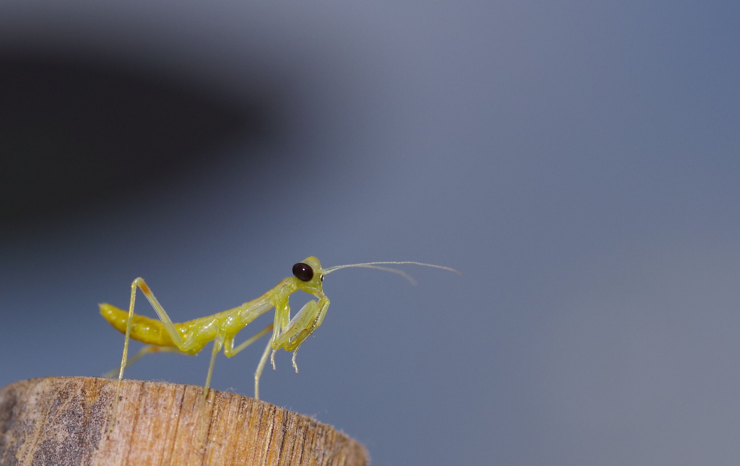 La primogenita, neanide di Mantide gigante asiatica