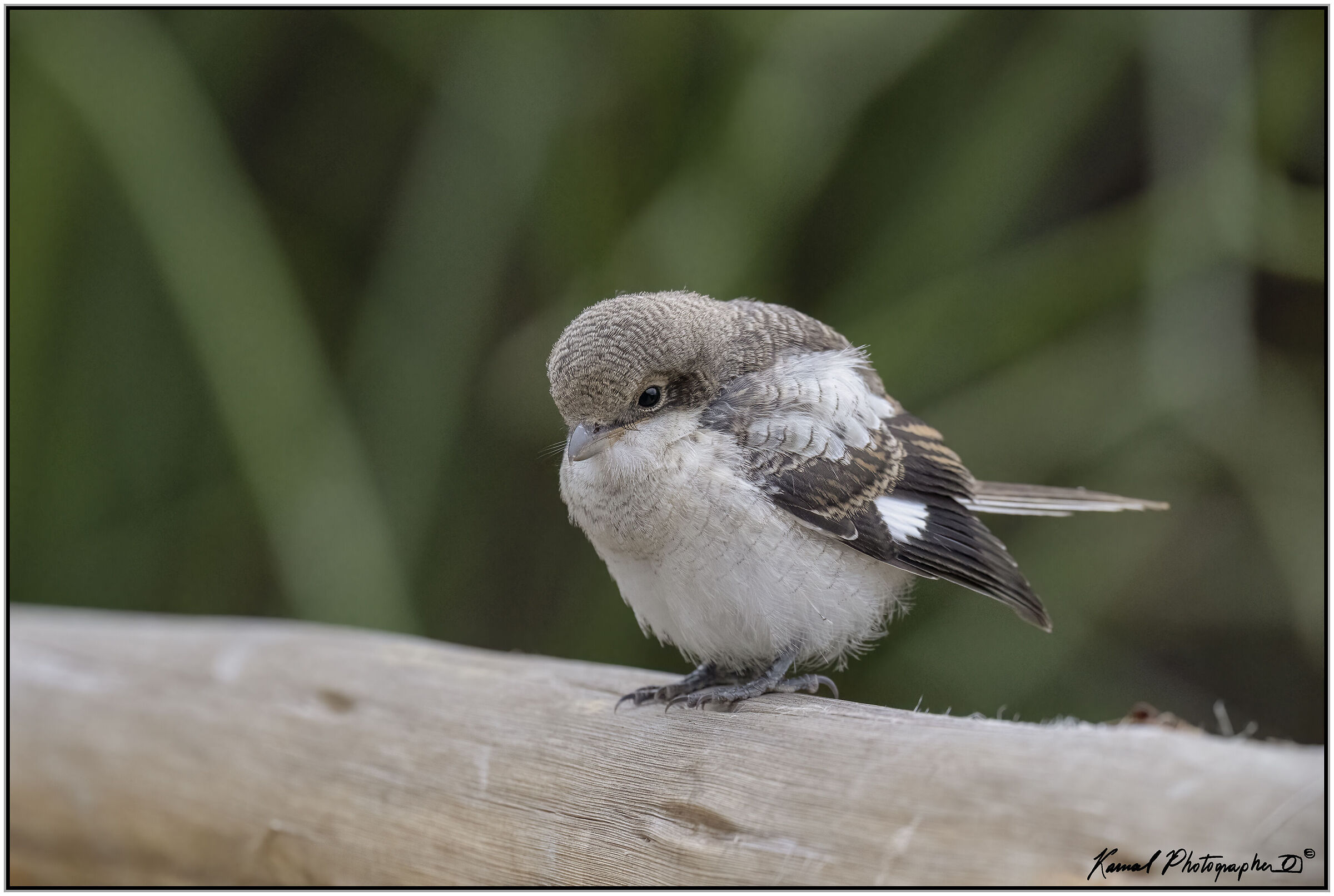 Lanius Humeralis (pullet)