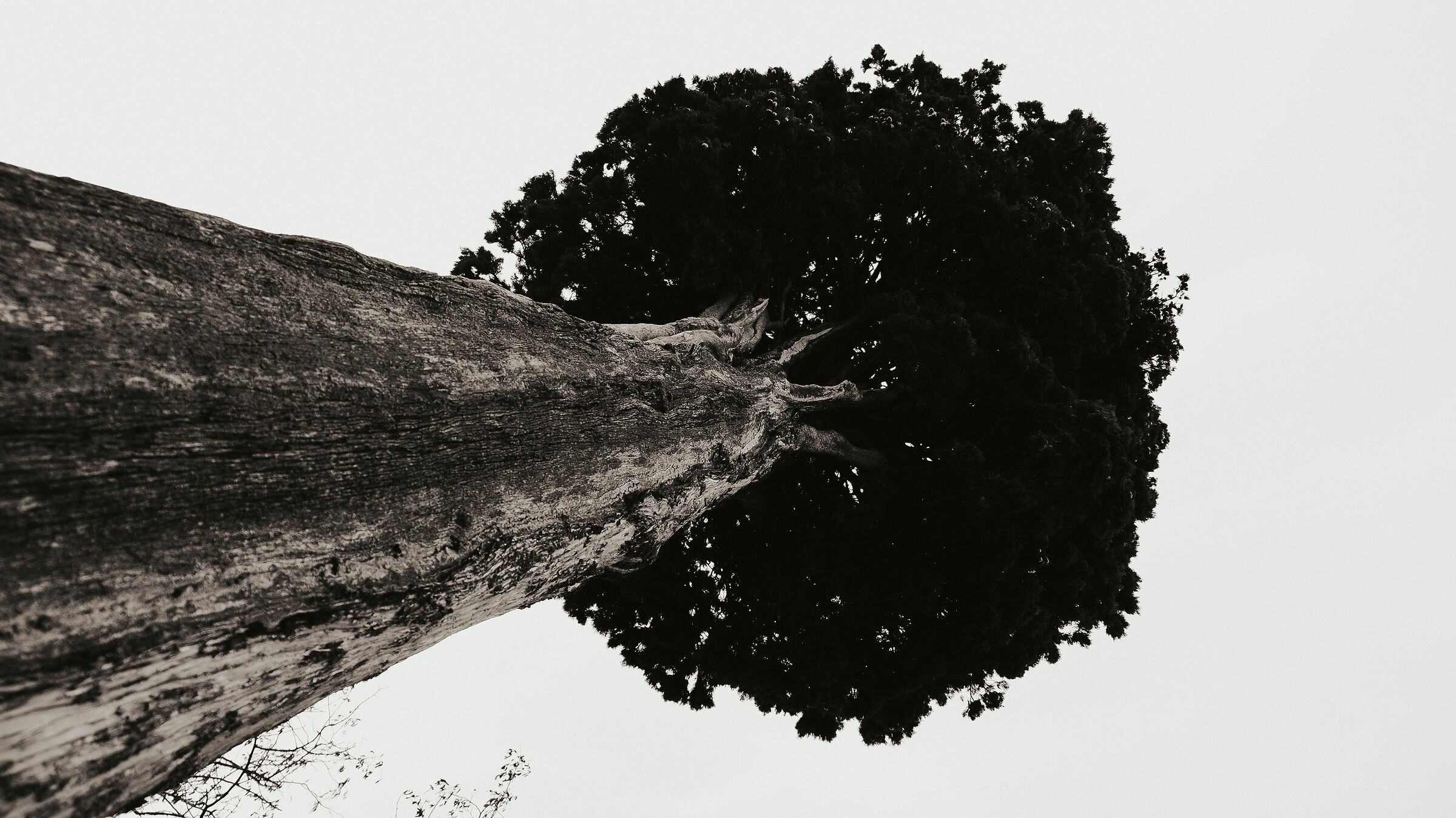 In camera BW
