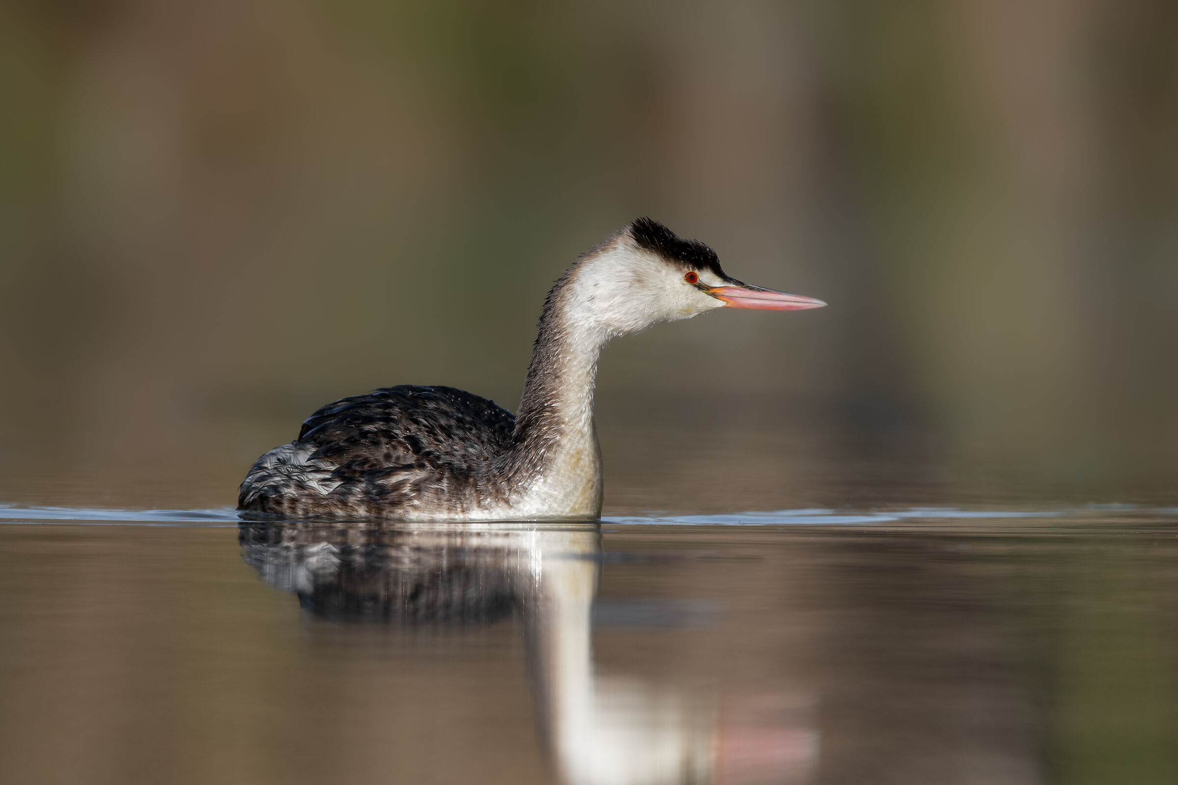 great crested grebe