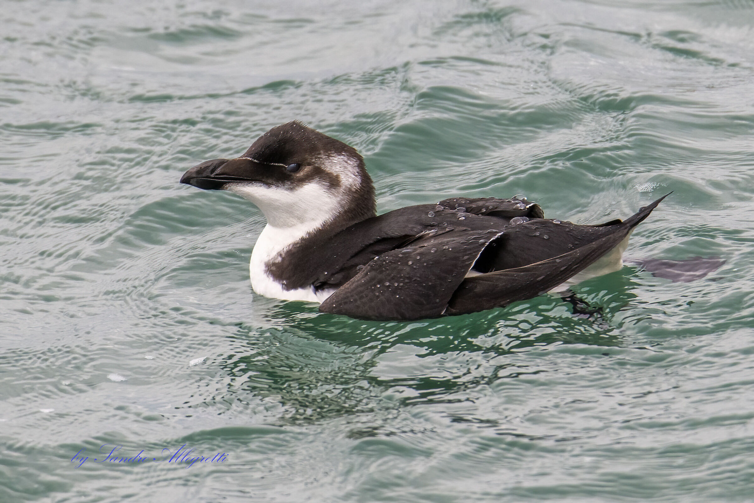 La gazza marina (Alca torda)