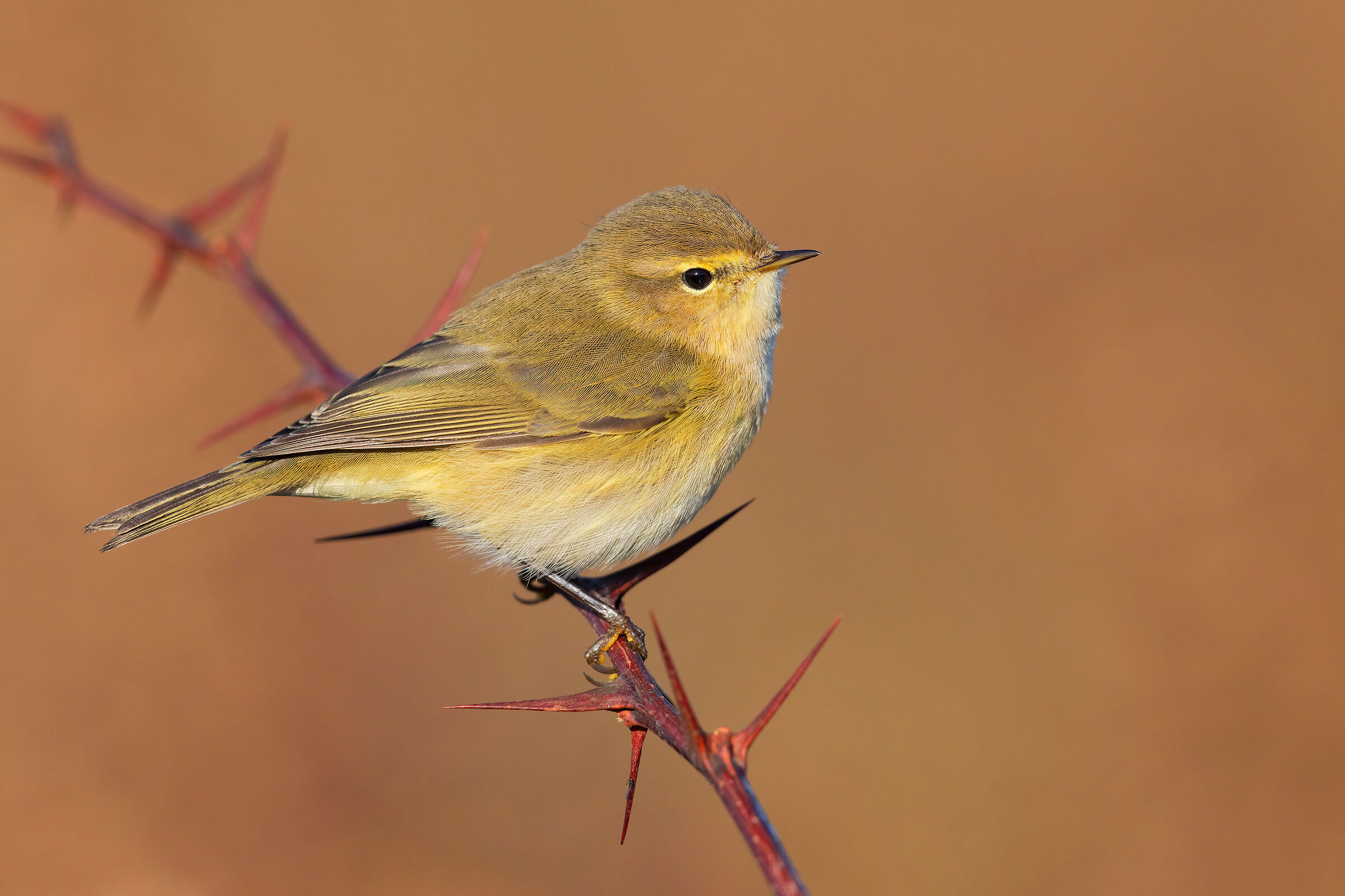 Chiffchaff