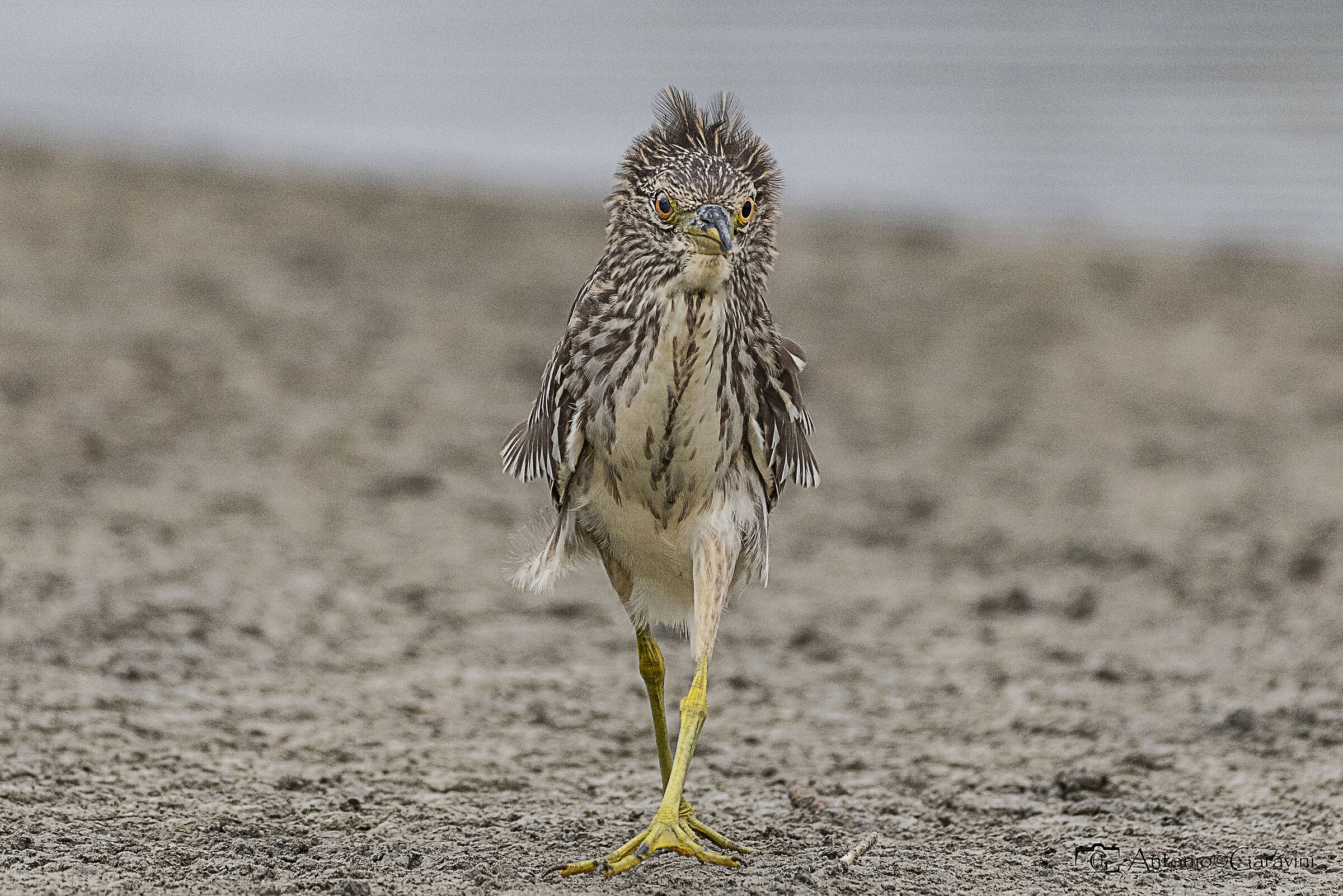 giovane nitticora scapigliata