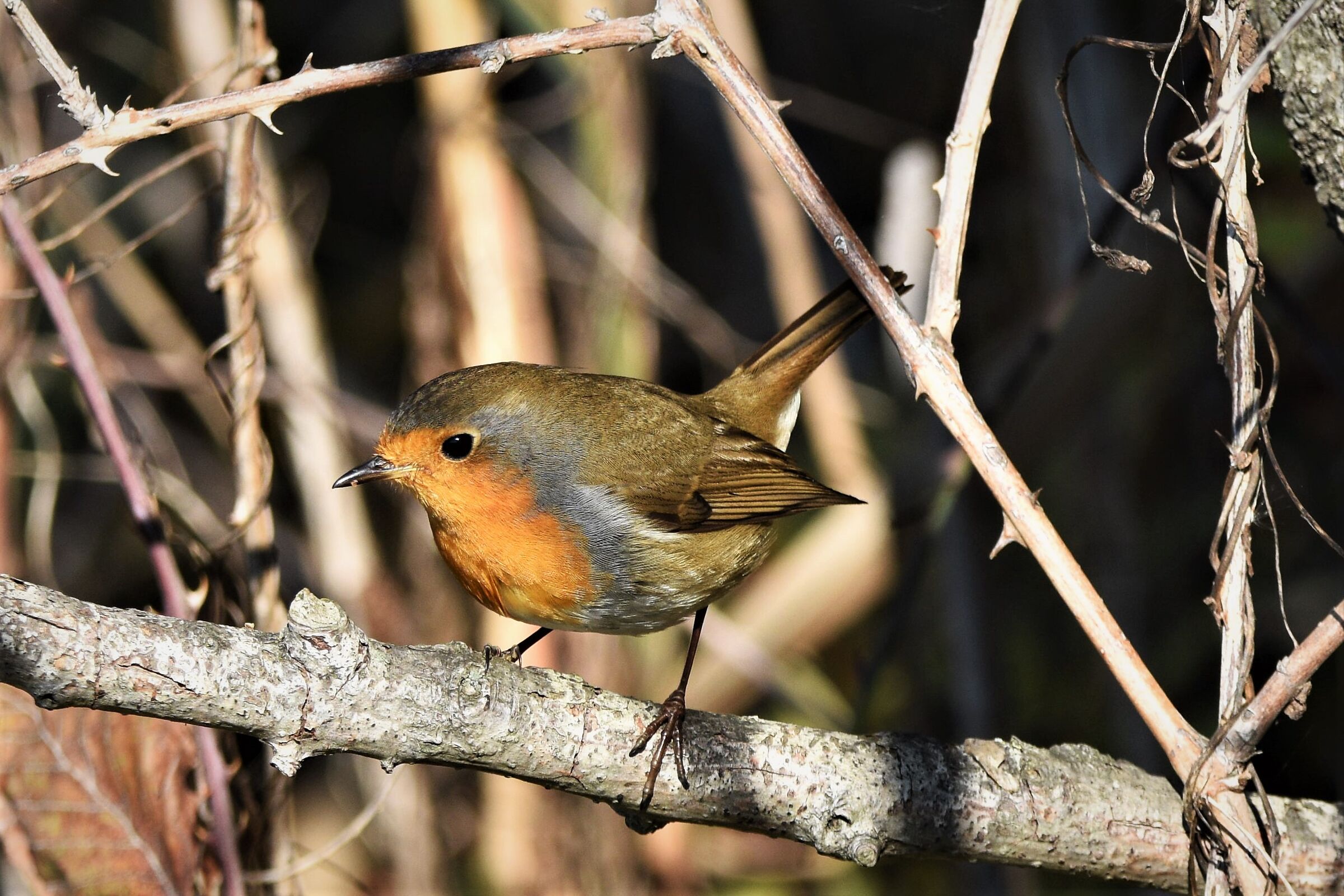 robin