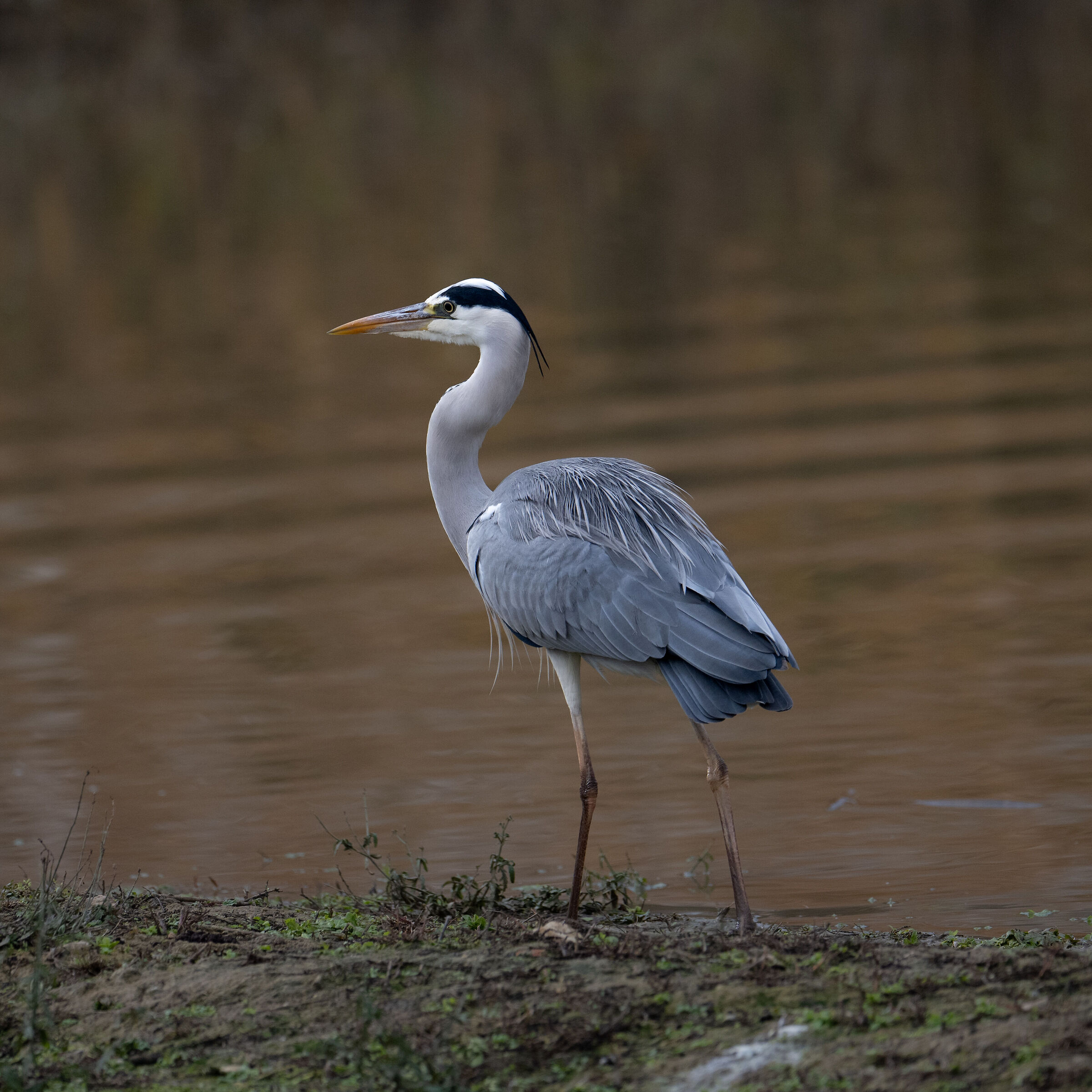 grey heron