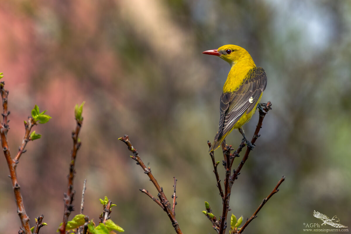 Golden oriole