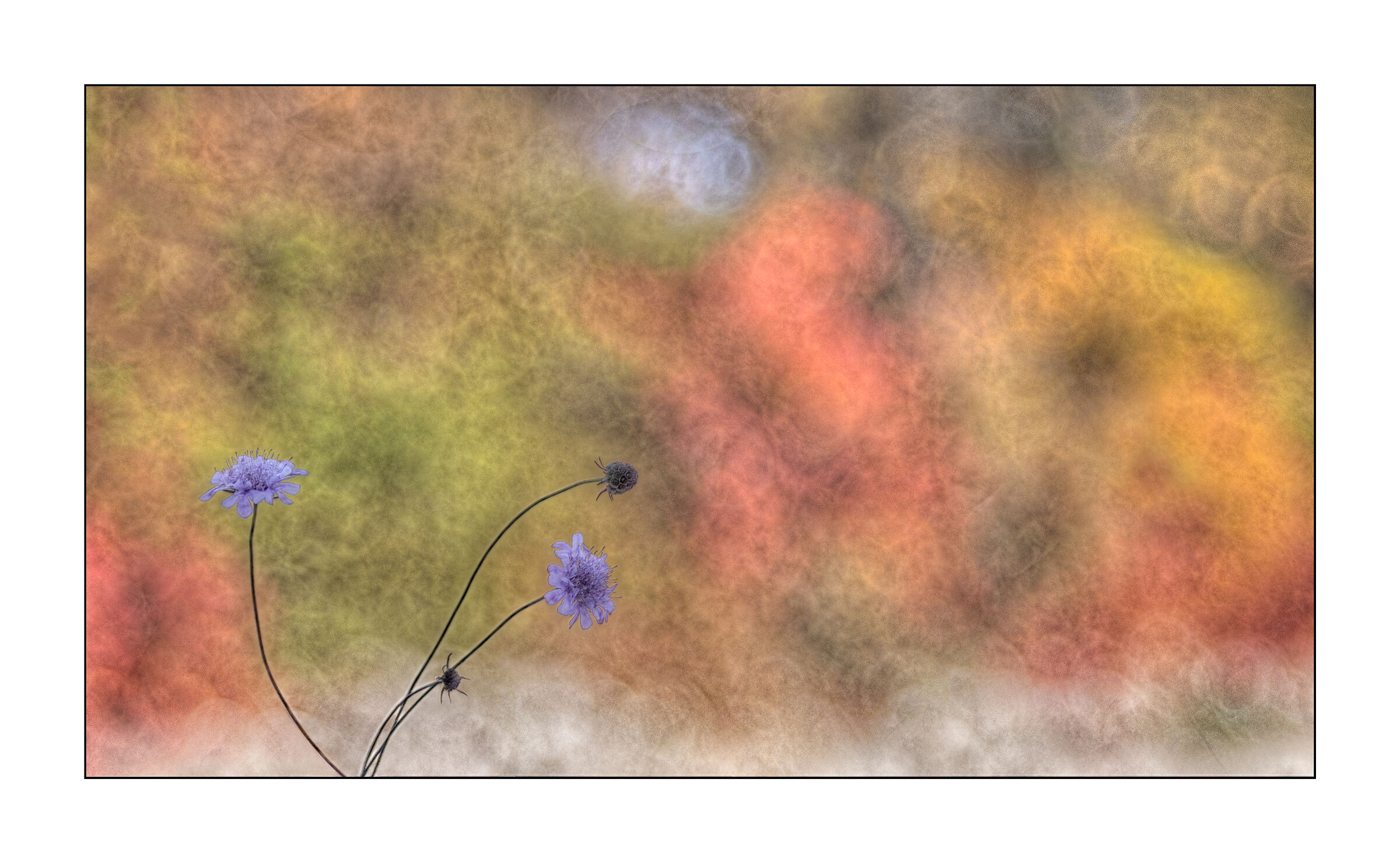 Scabiosa Triandra in autumn environment