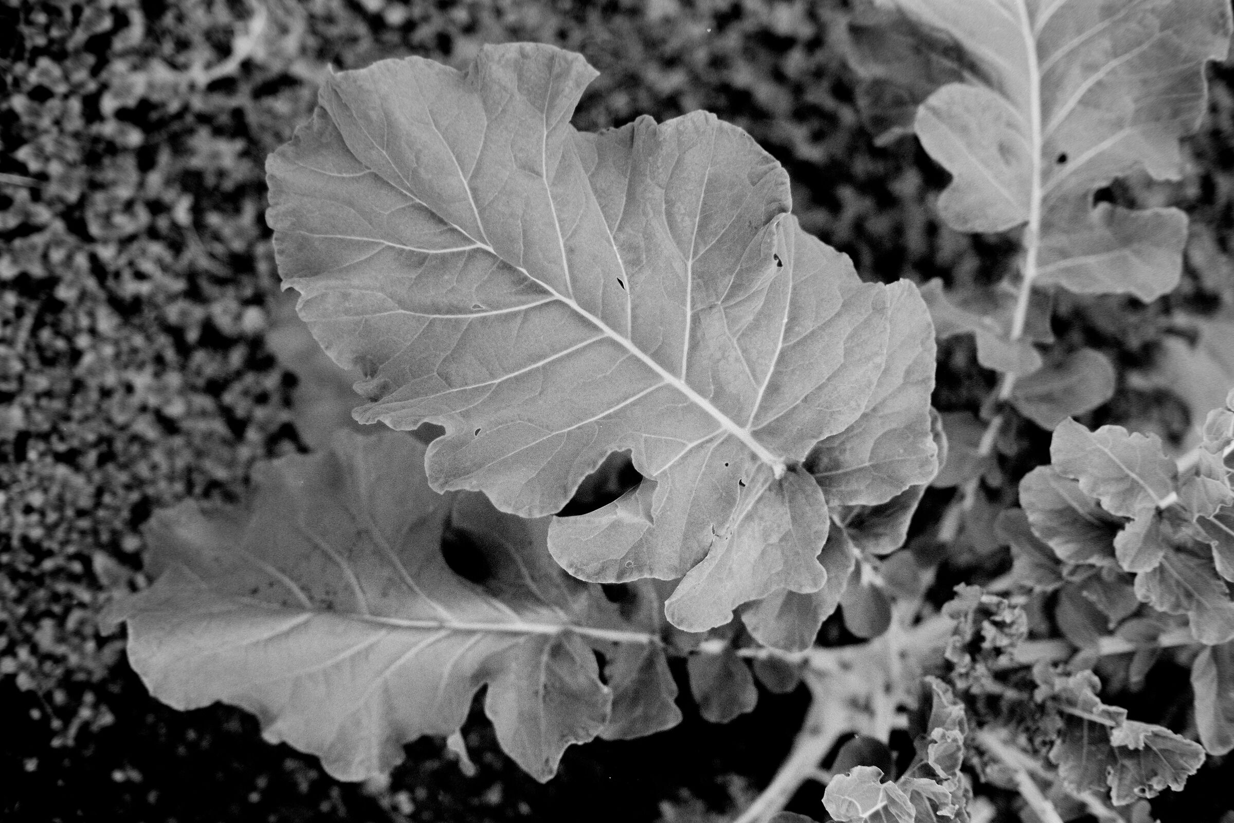 Is it cabbage or broccoli? FOMA100, Canon 50 1.4