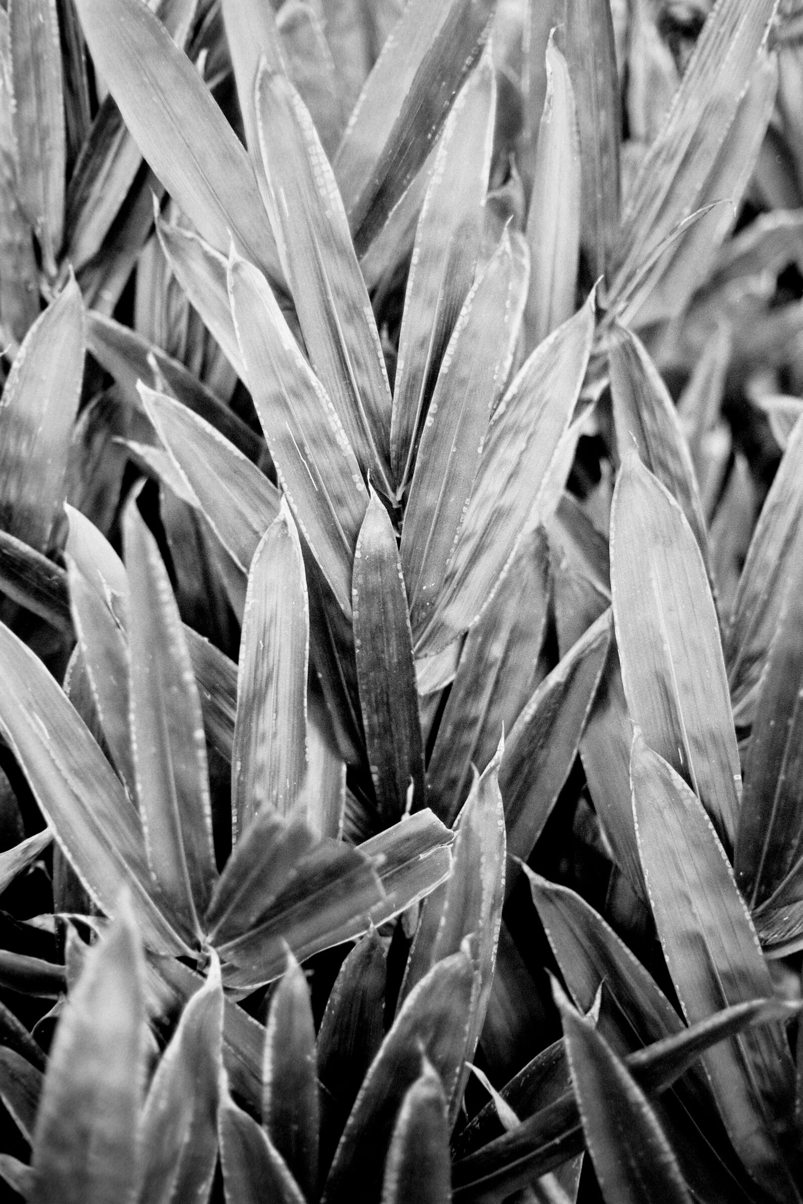 Black to Grey, FOMA100, EF50 1.4