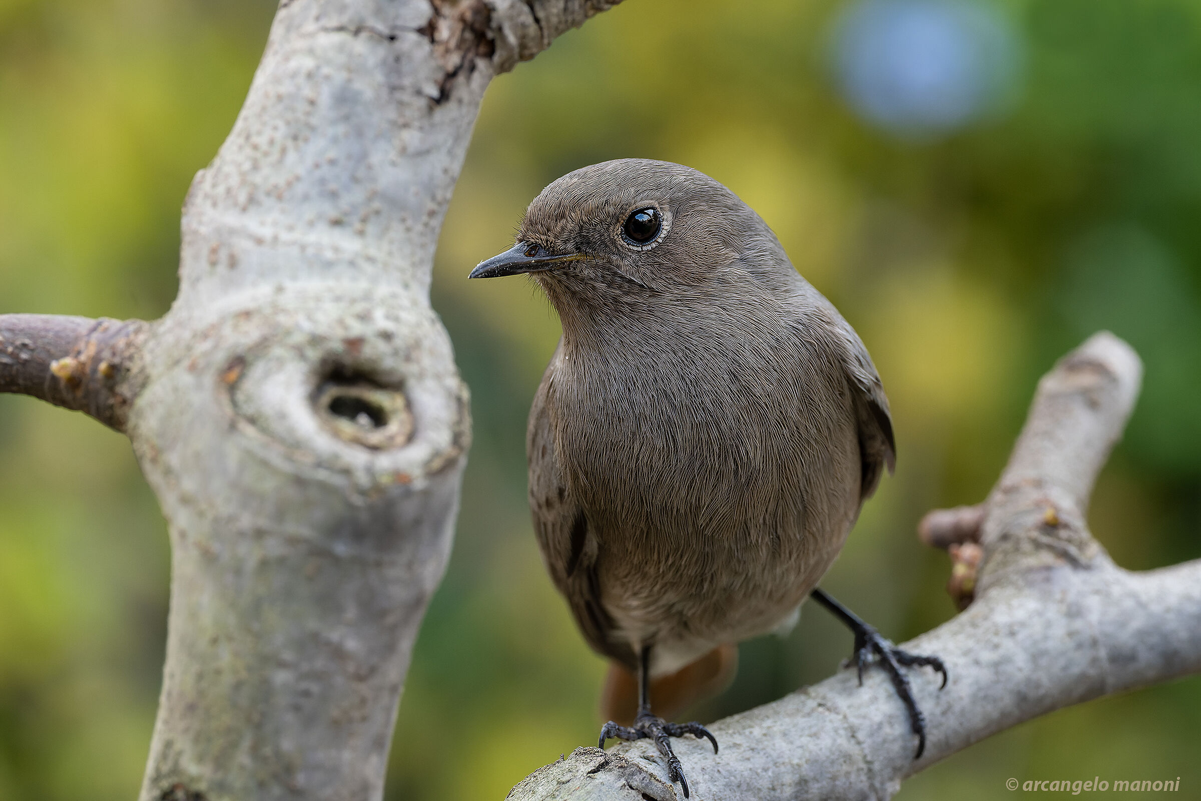 E' returned the redstart and I resumed the macro