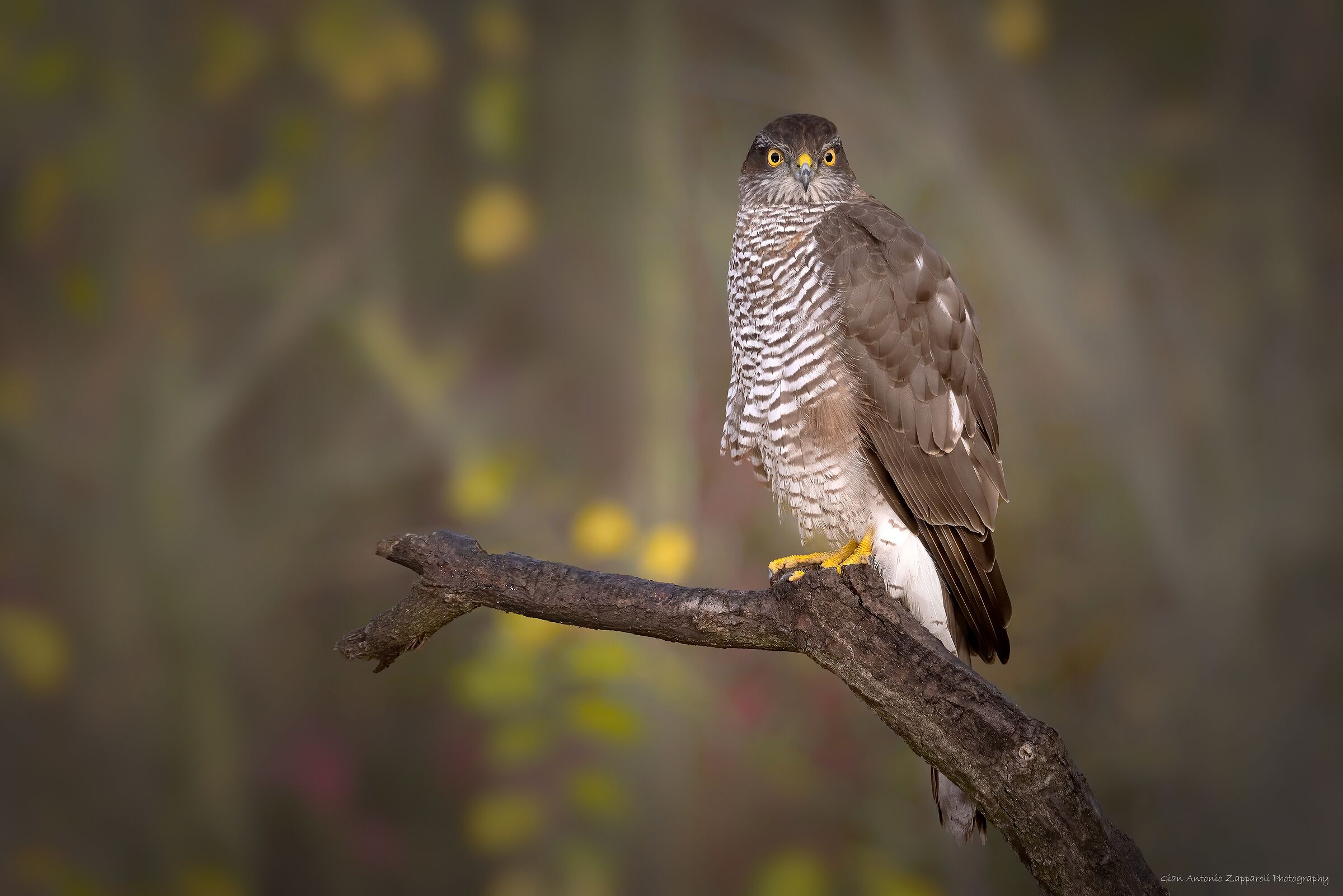 Sparviere (Accipiter Nisus)