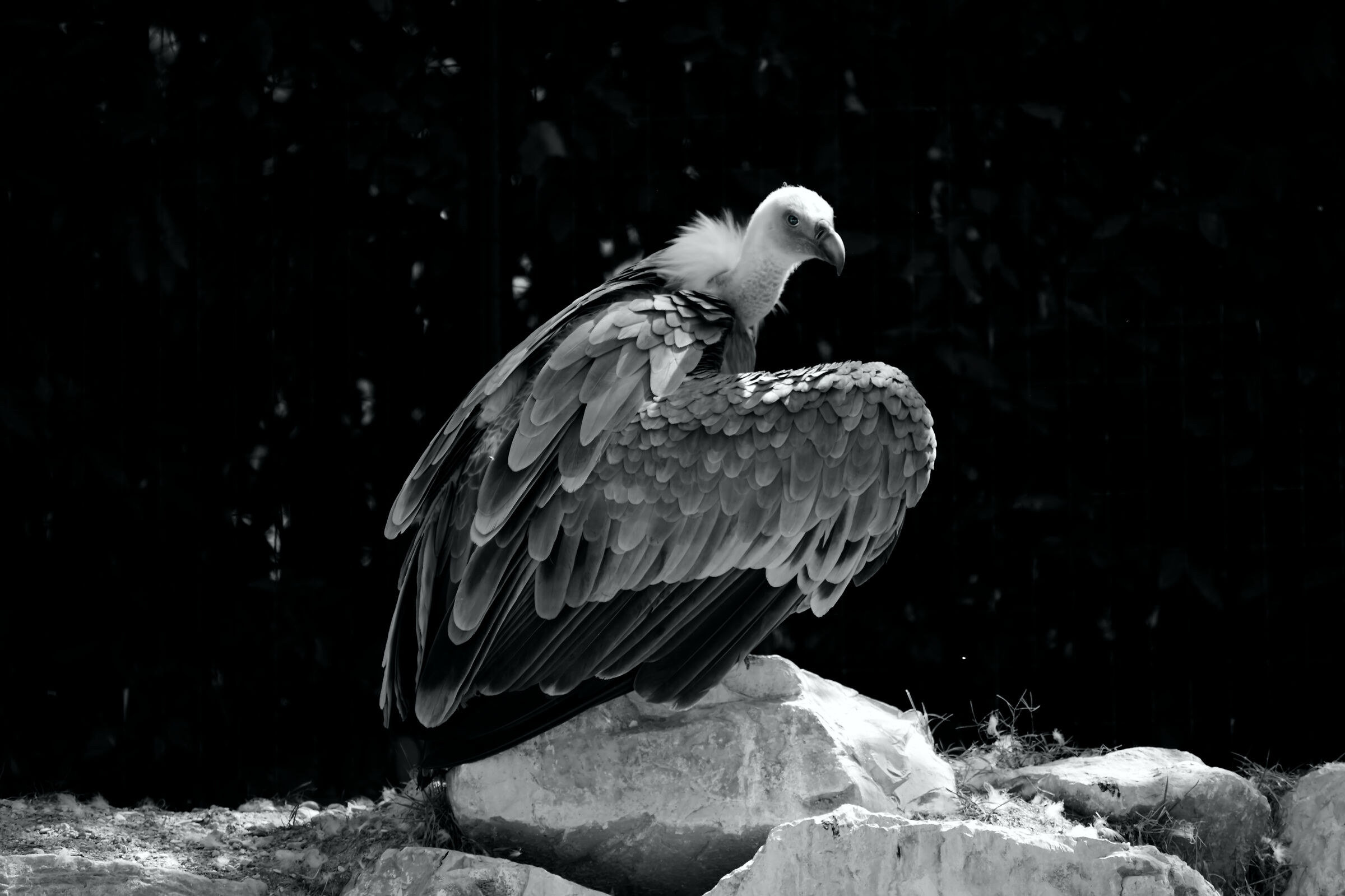 Grifone avvoltoio allo zoo