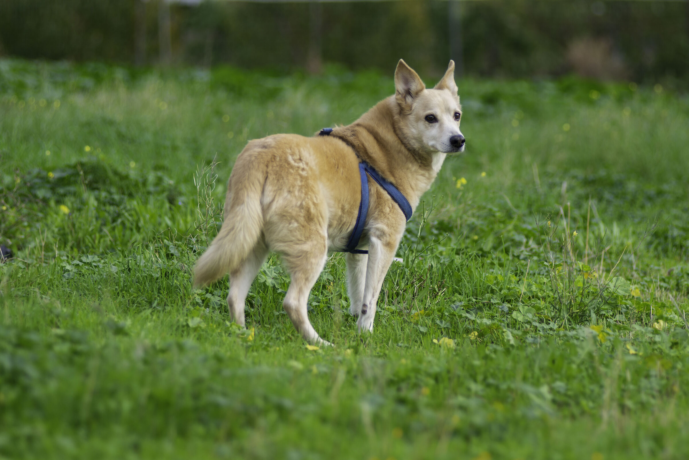 Perché continui a chiamarmi?