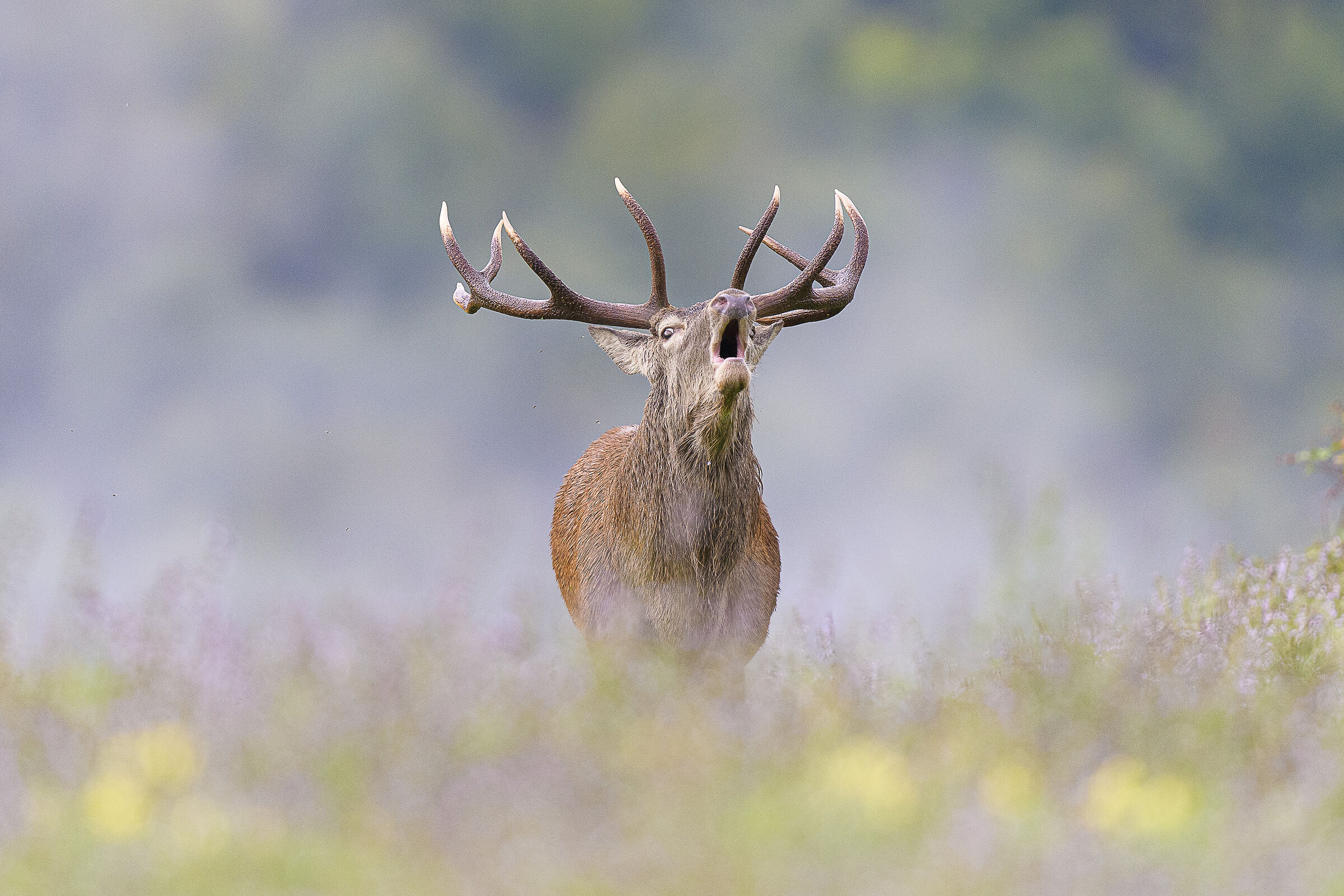 Deer at the roar