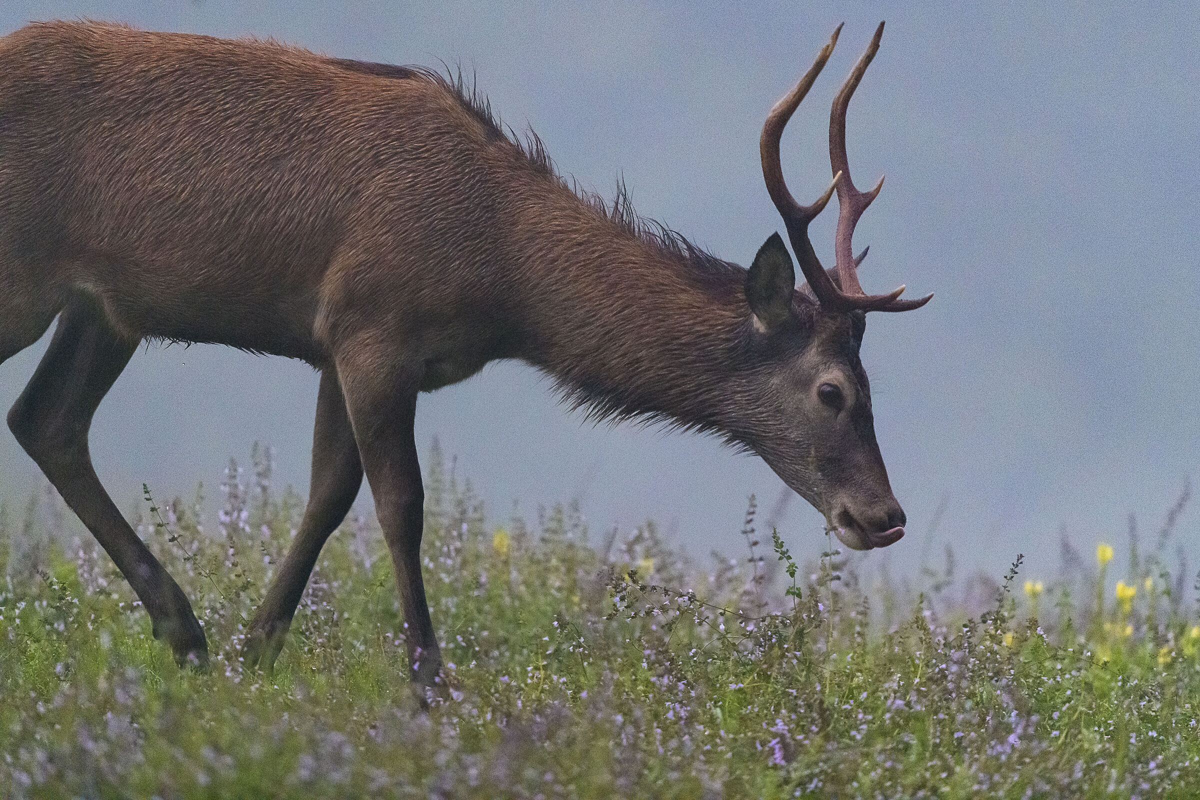 young deer