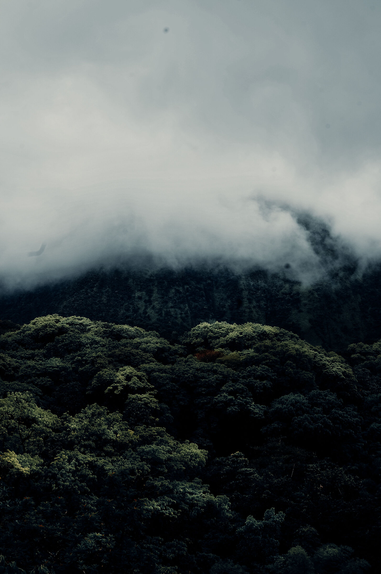 Brume forest