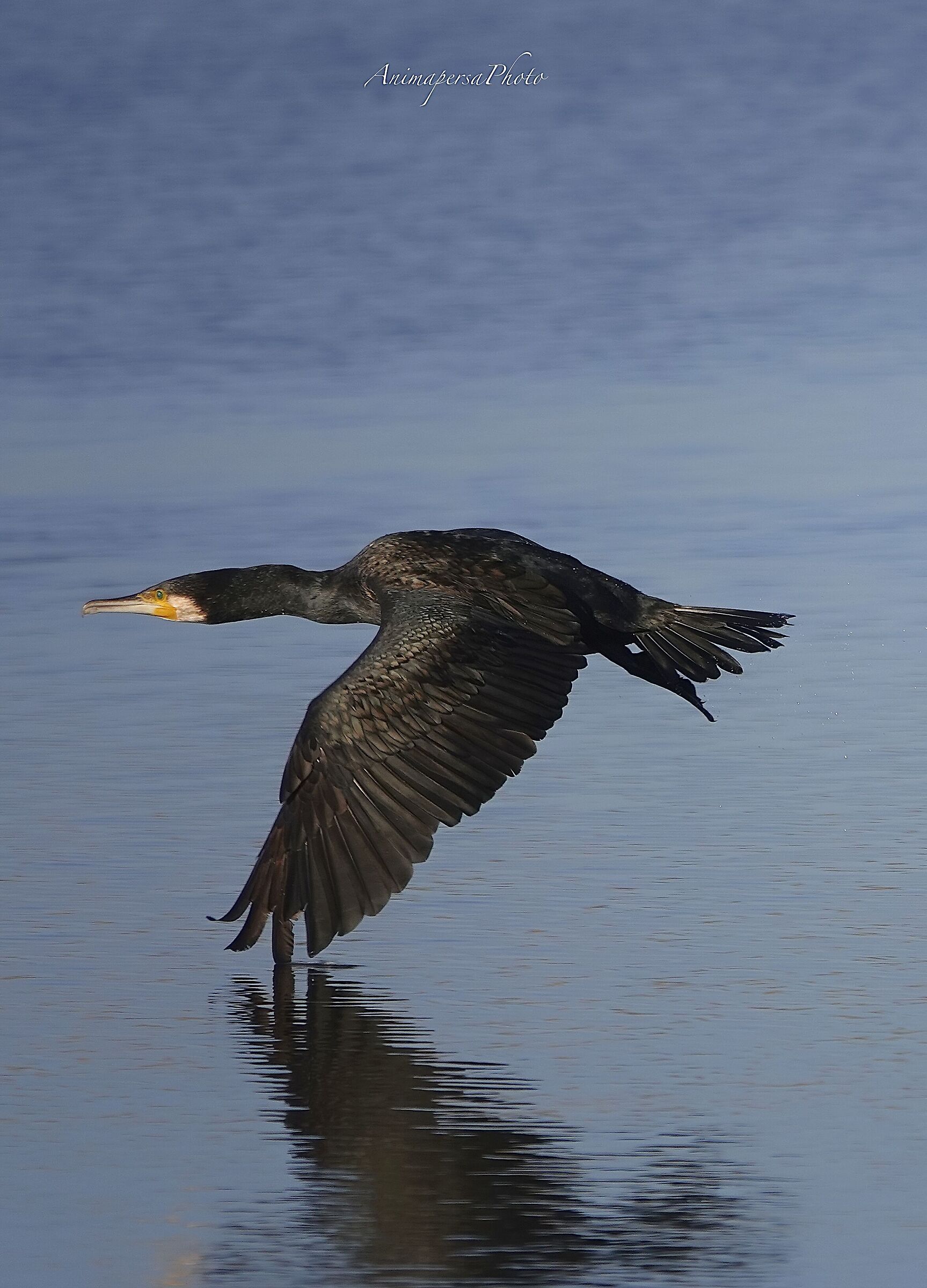 Volo del cormorano