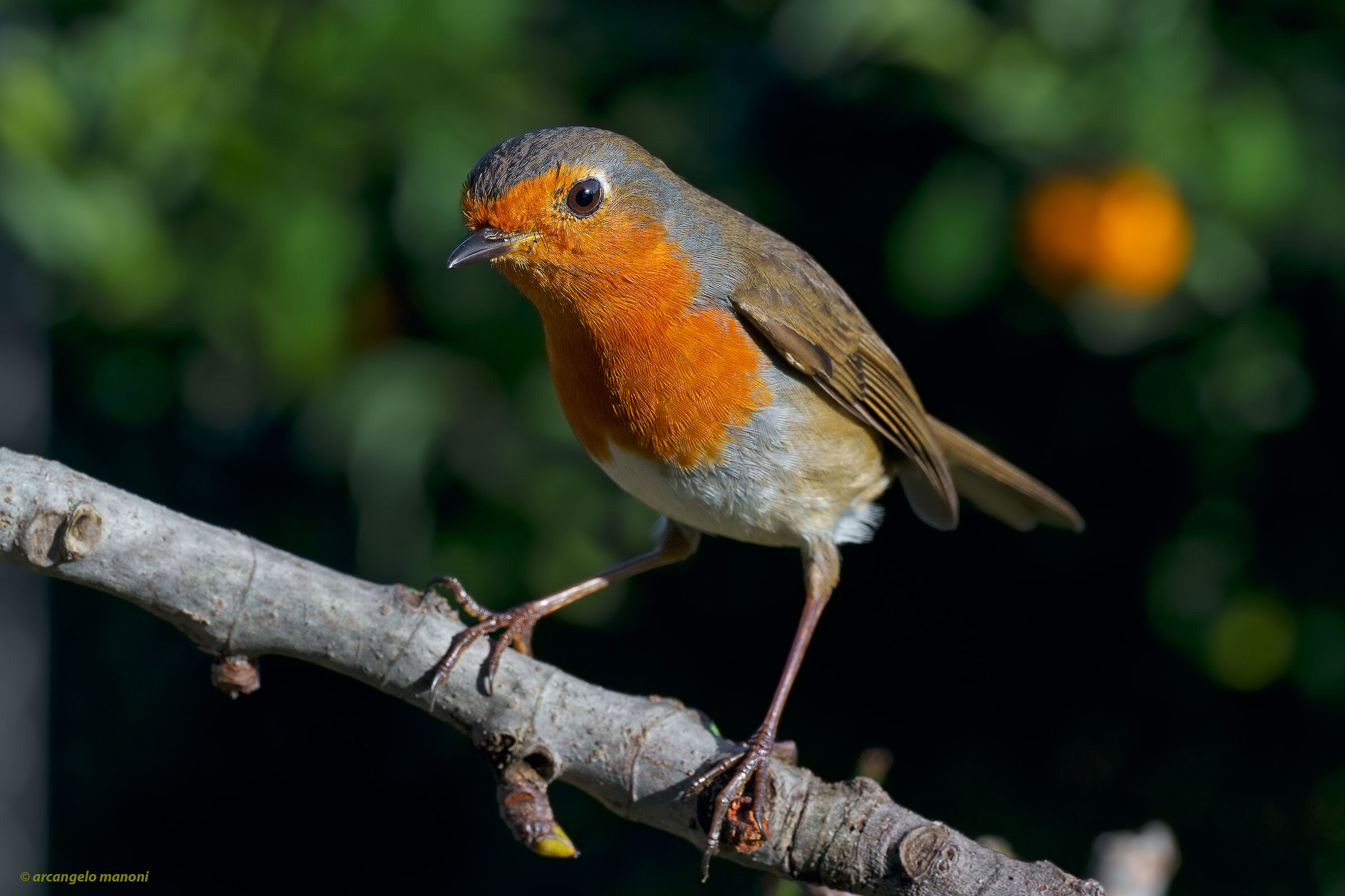 Pettirosso col macro