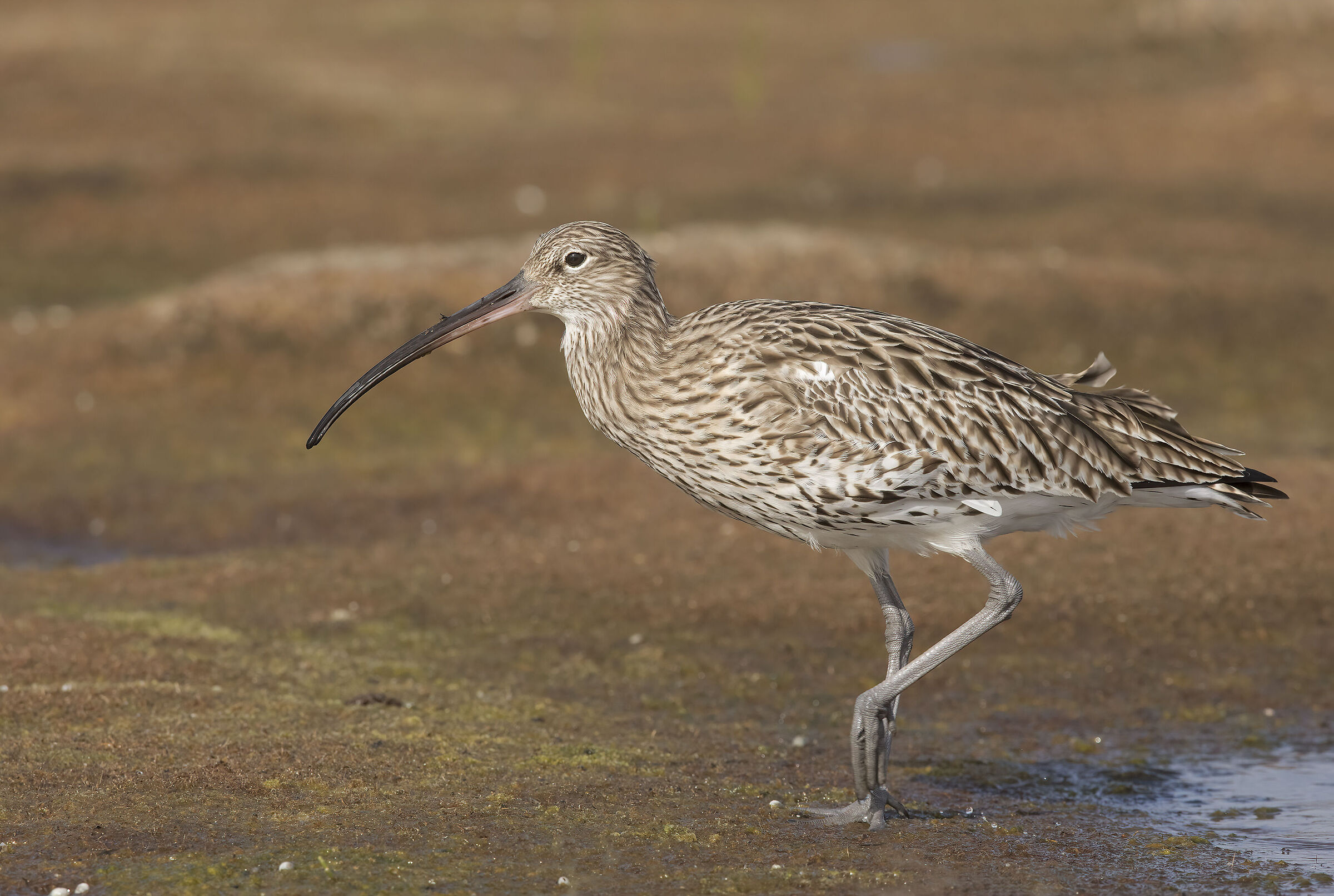 chiurlo maggiore (numenius arquata)