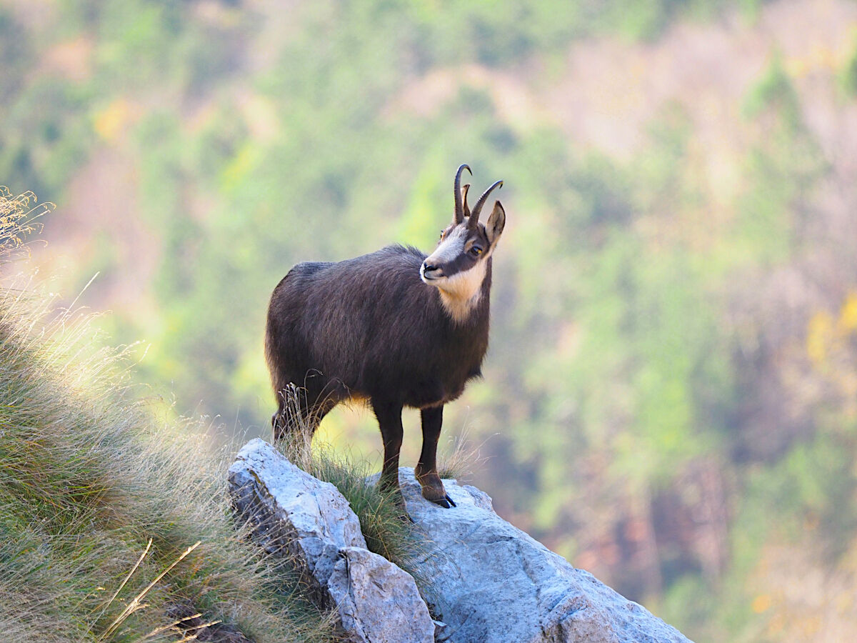 With a watercolor behind him