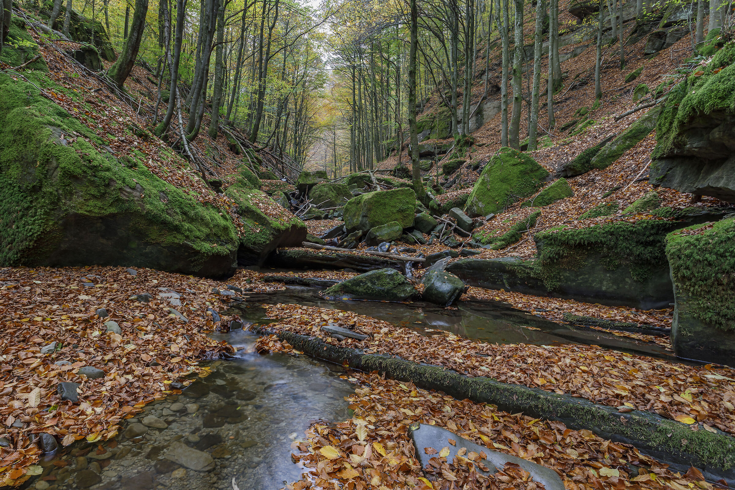 ruscello di foglie 3