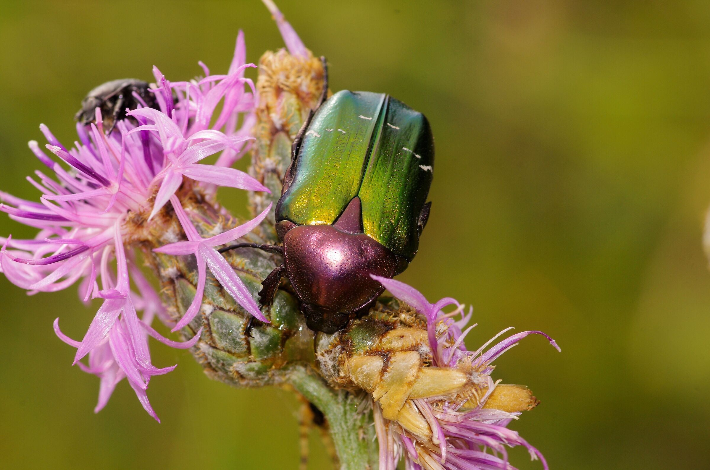 Cetonia dorata bicolore