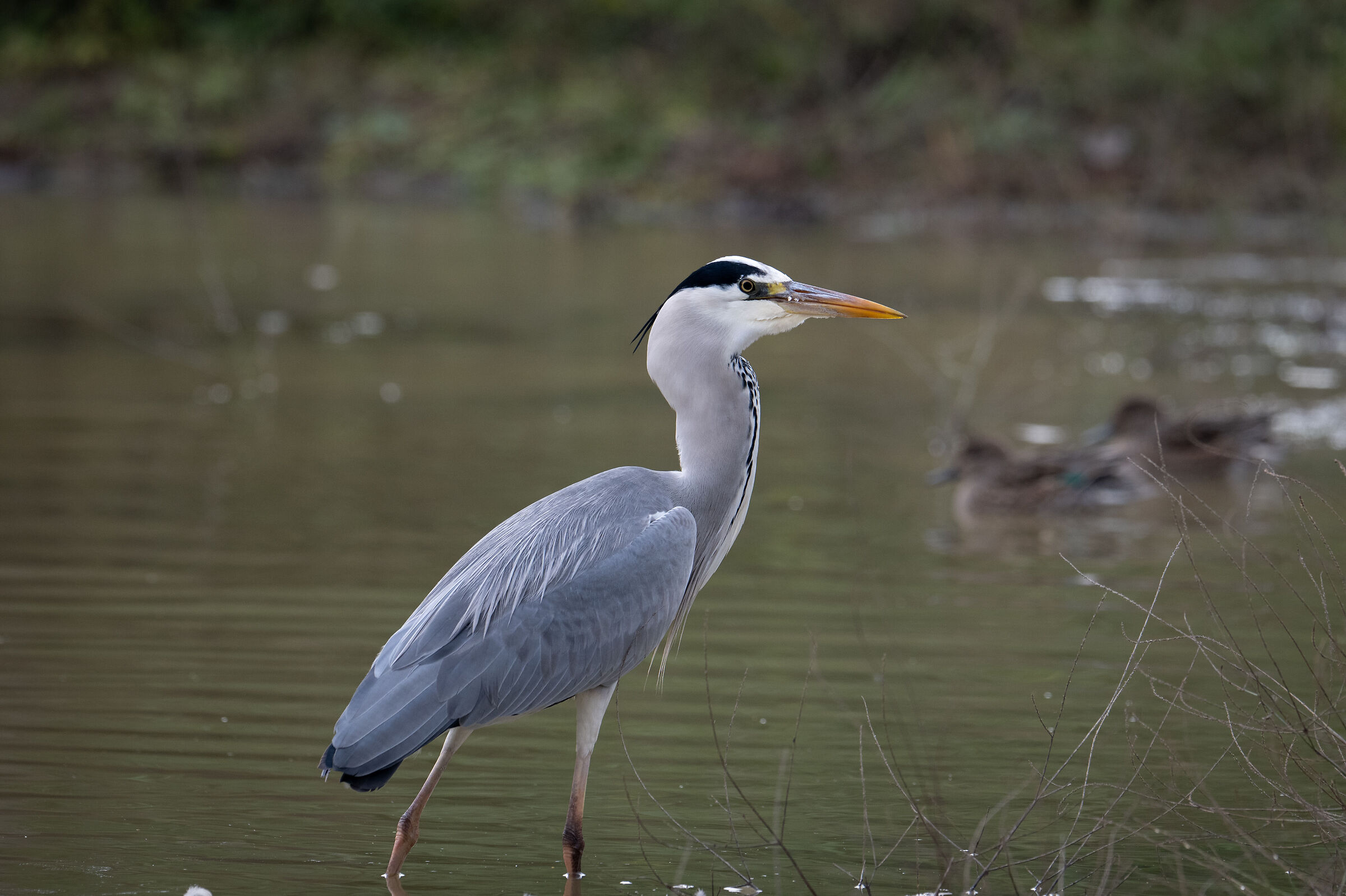 Grey heron and fish that you can't see