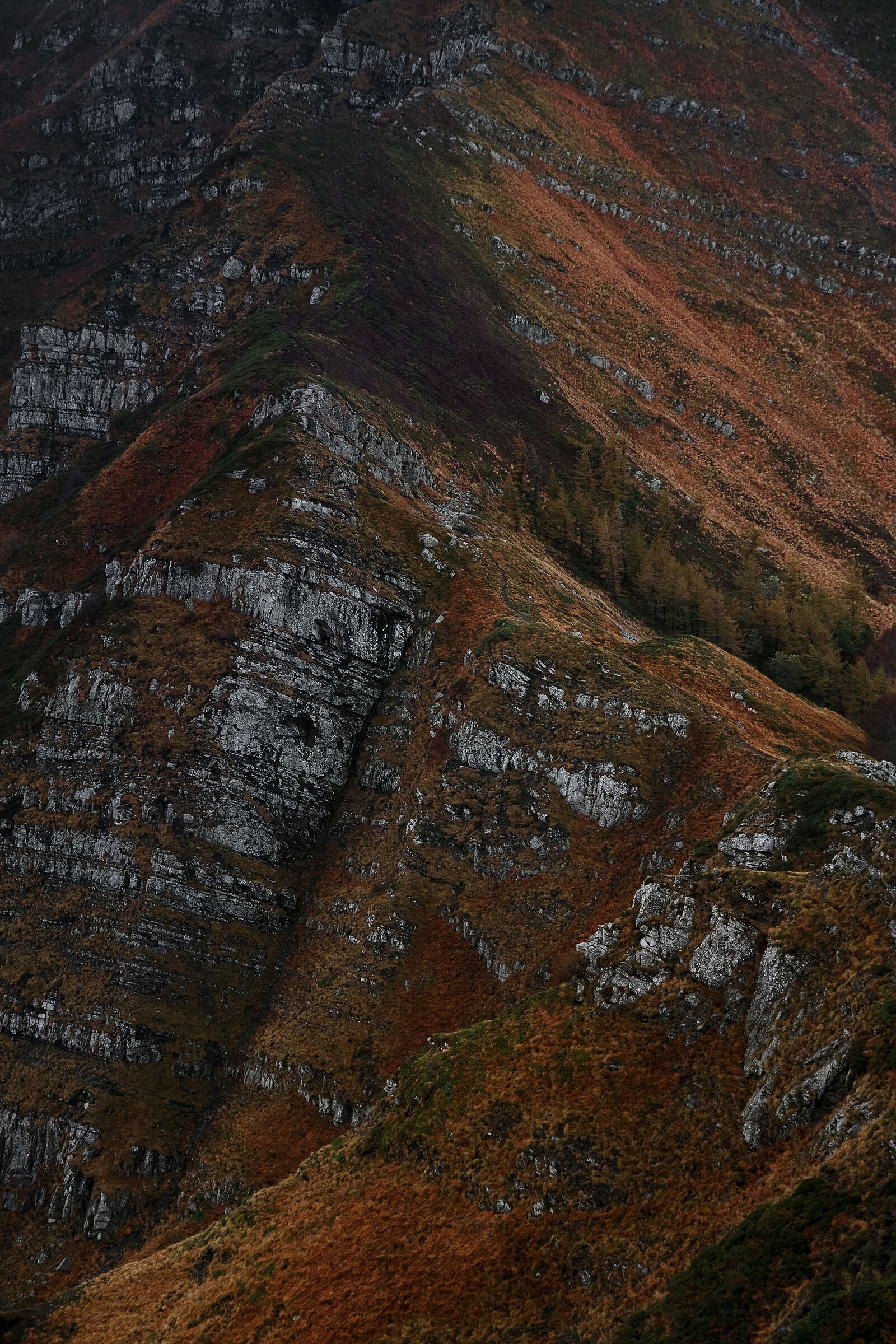 Looking for lines, found a friend