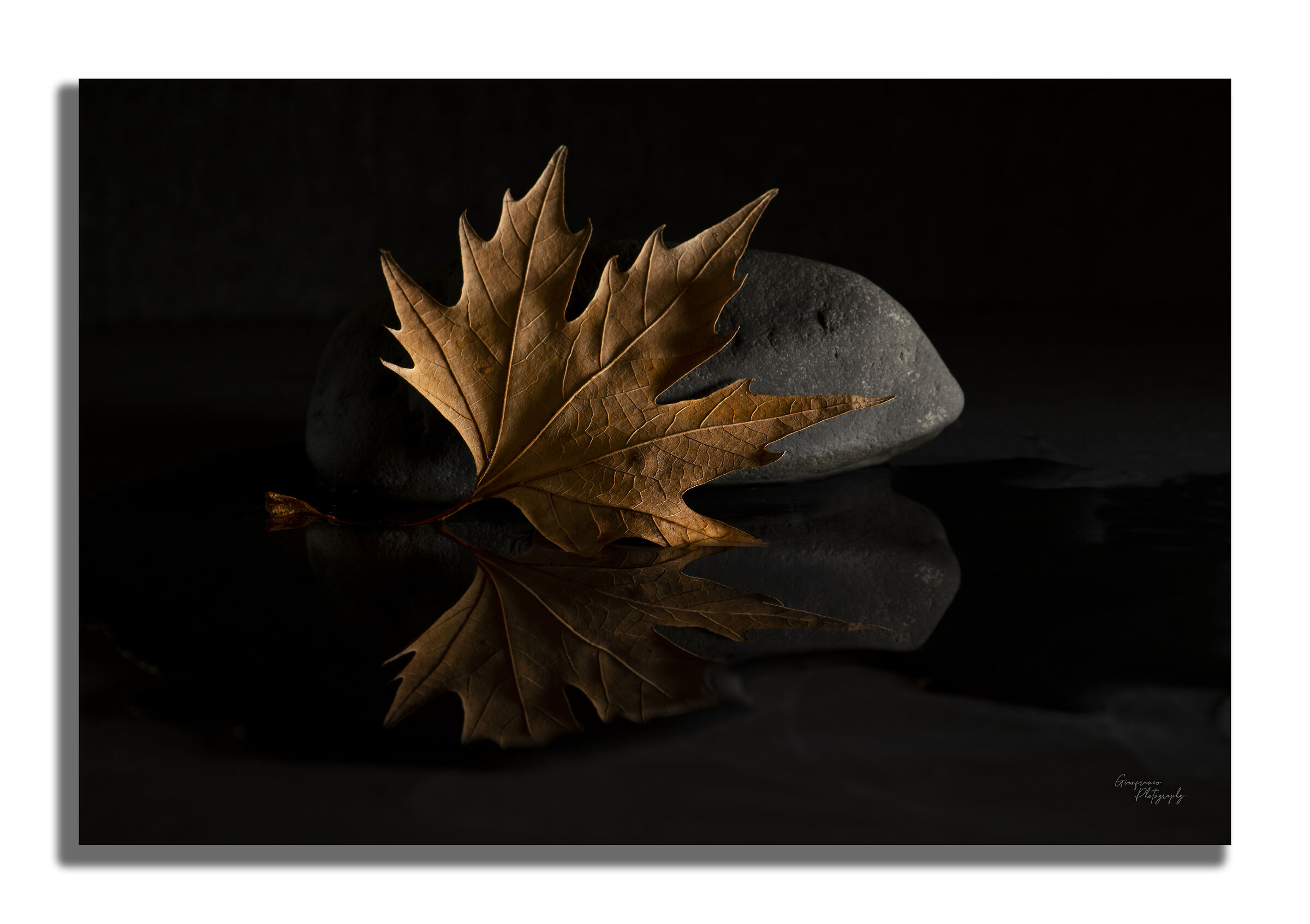 Rock and leaf