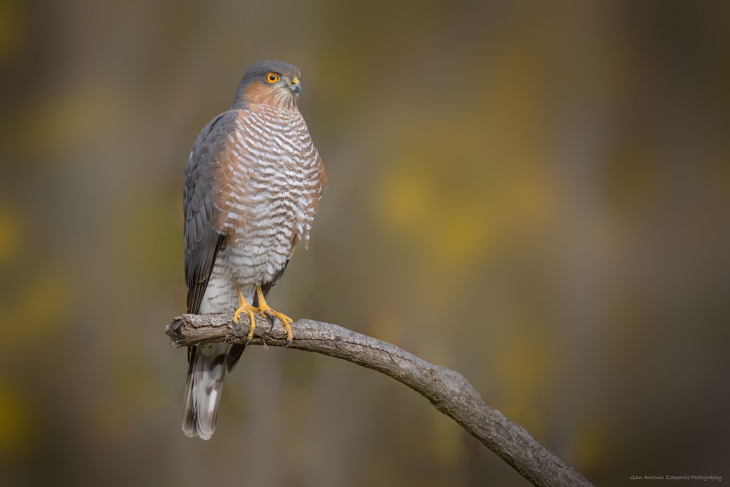 Sparviere (Accipiter Nisus)