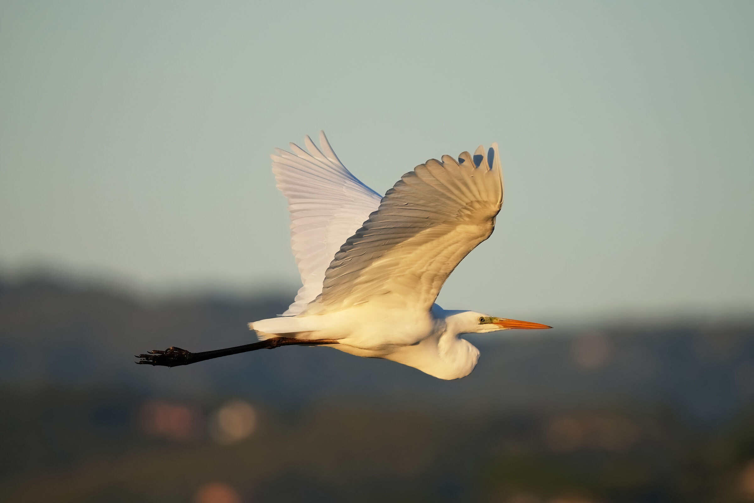 IL bianco (prova A7rv)