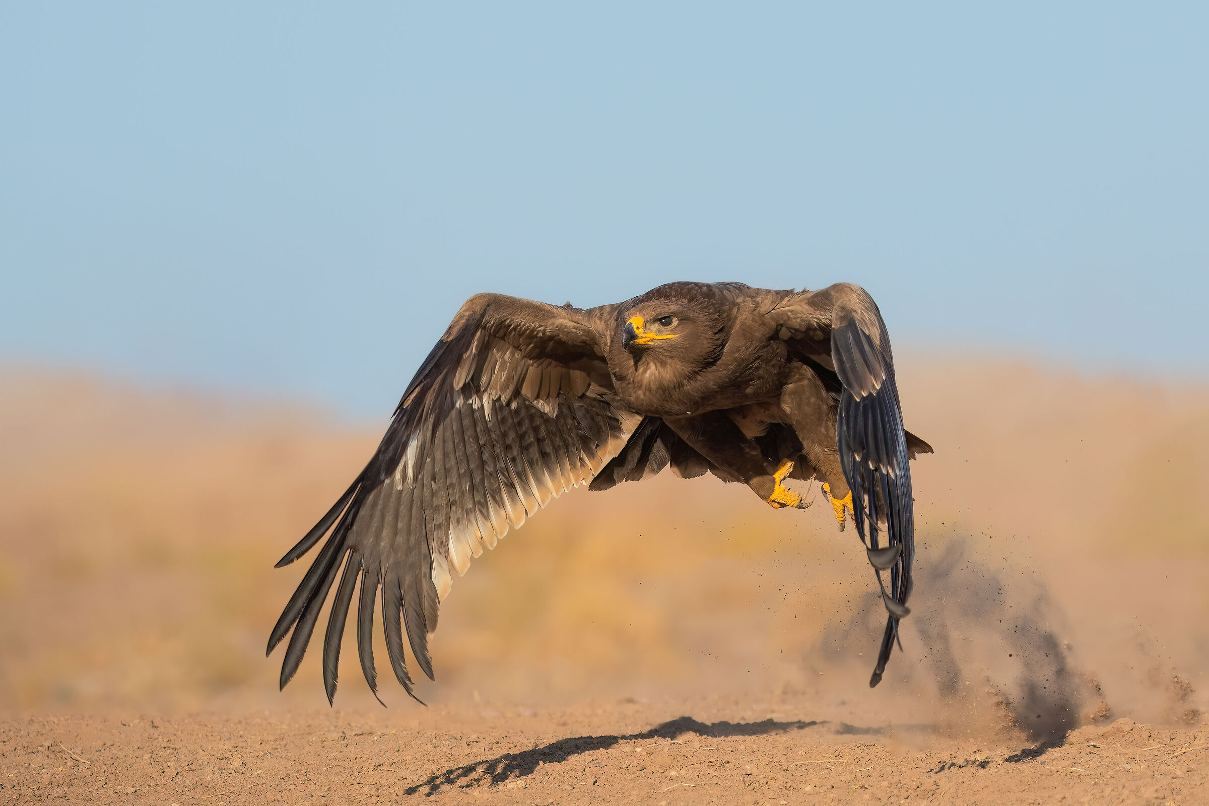 Steppe eagle