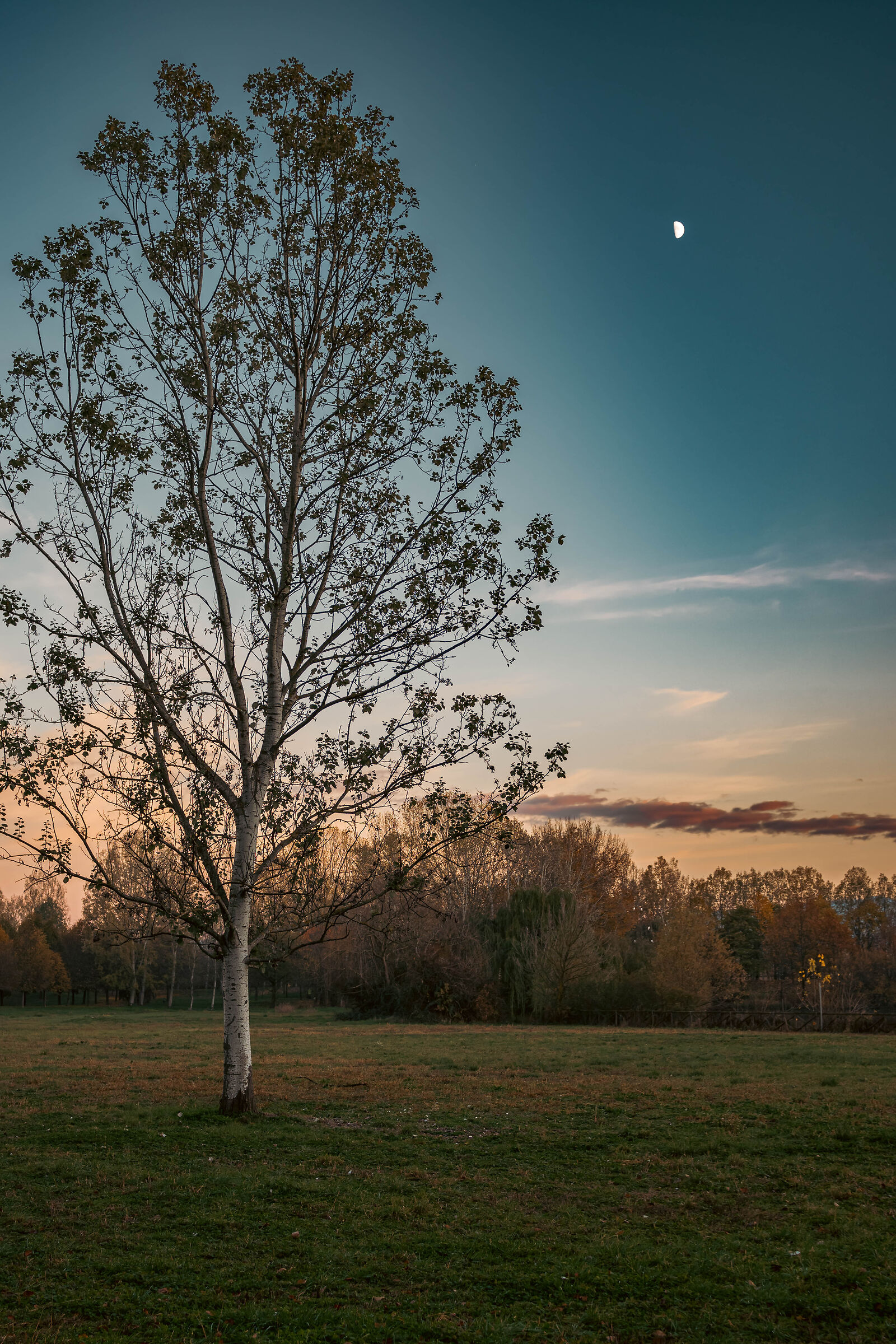 L'albero e la luna