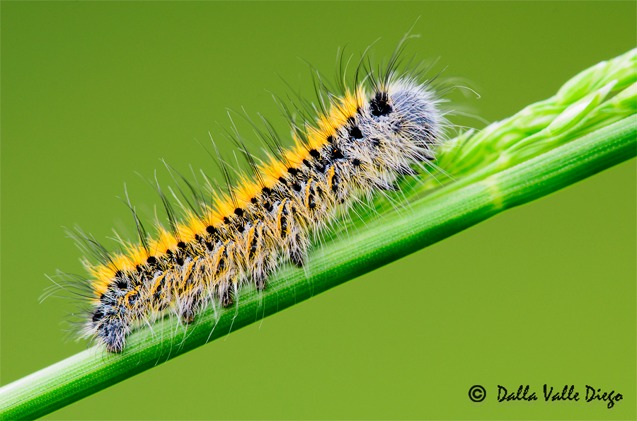 Bruco di Lasiocampa Trifolii