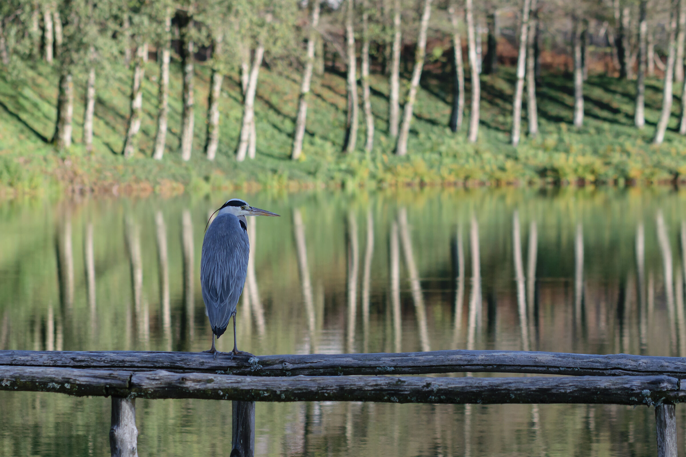 Autumn lake scenes