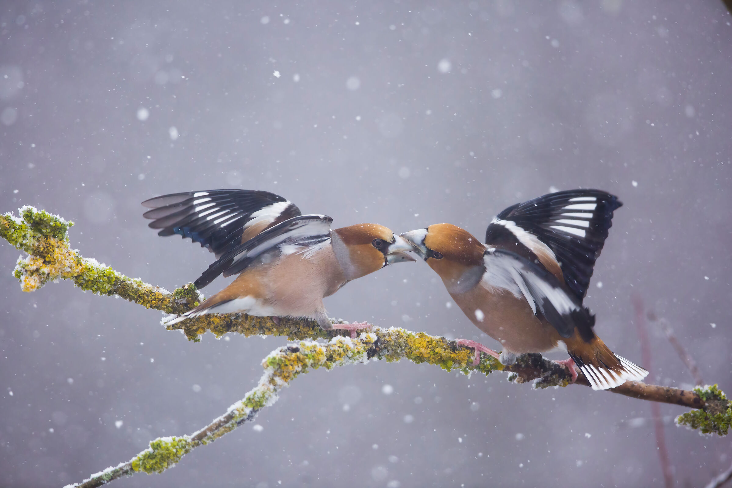 Coccothraustes coccothraustes