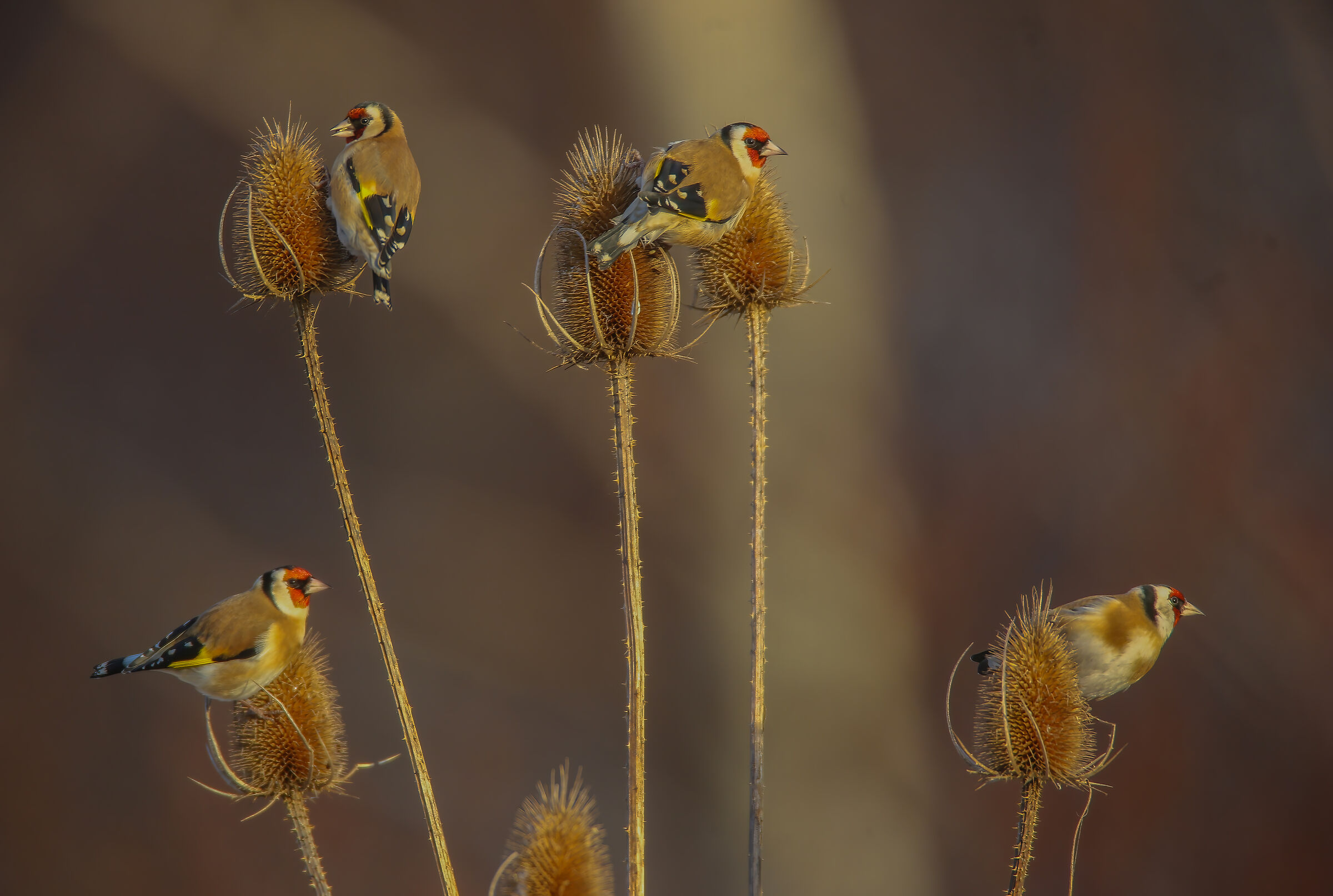 Carduelis carduelis