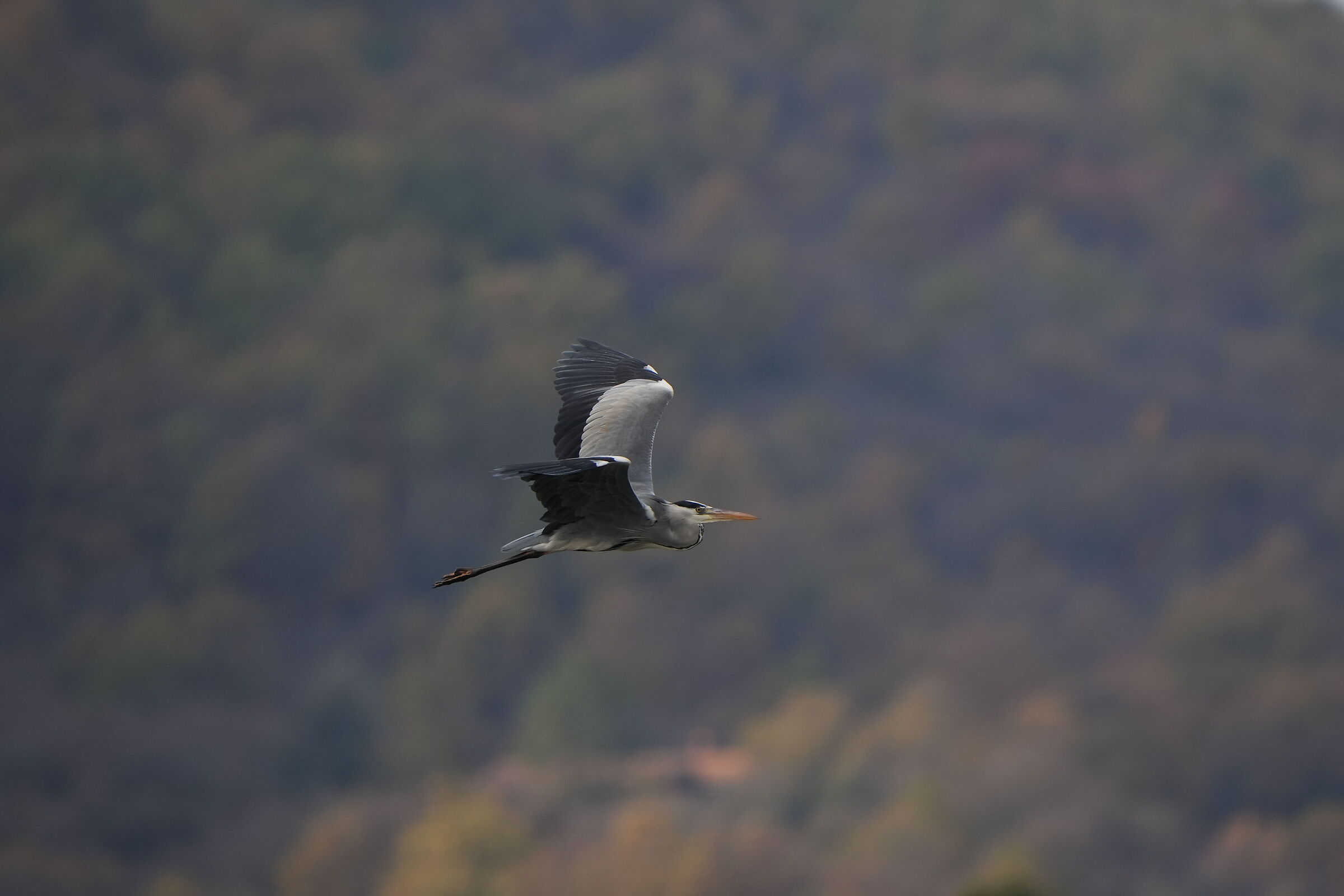 CenerinoInFuga:)