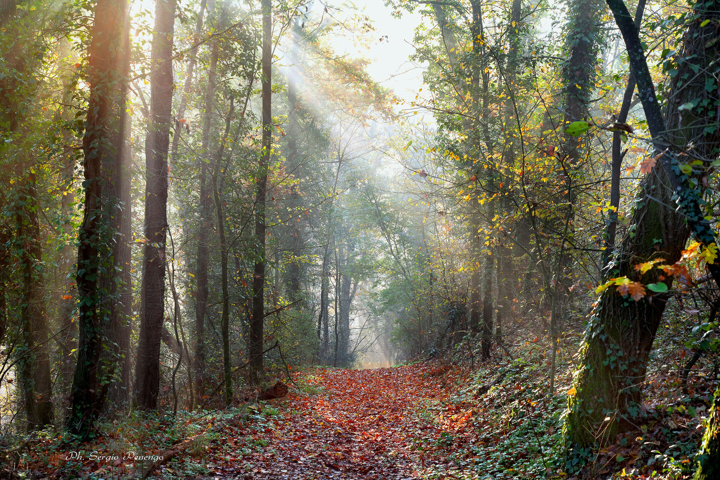 "IL Bosco Incantato"