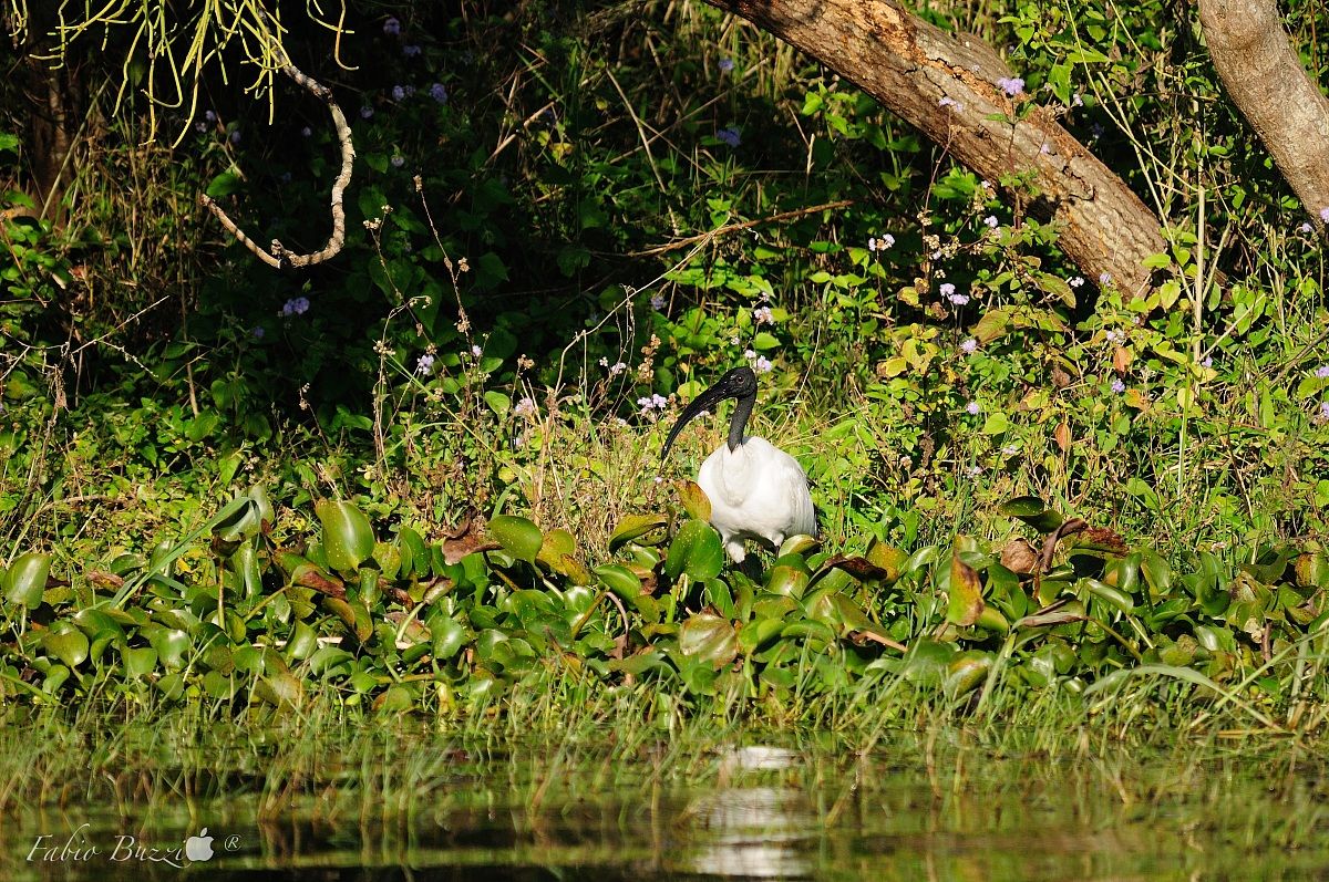 tra le fresche frasche