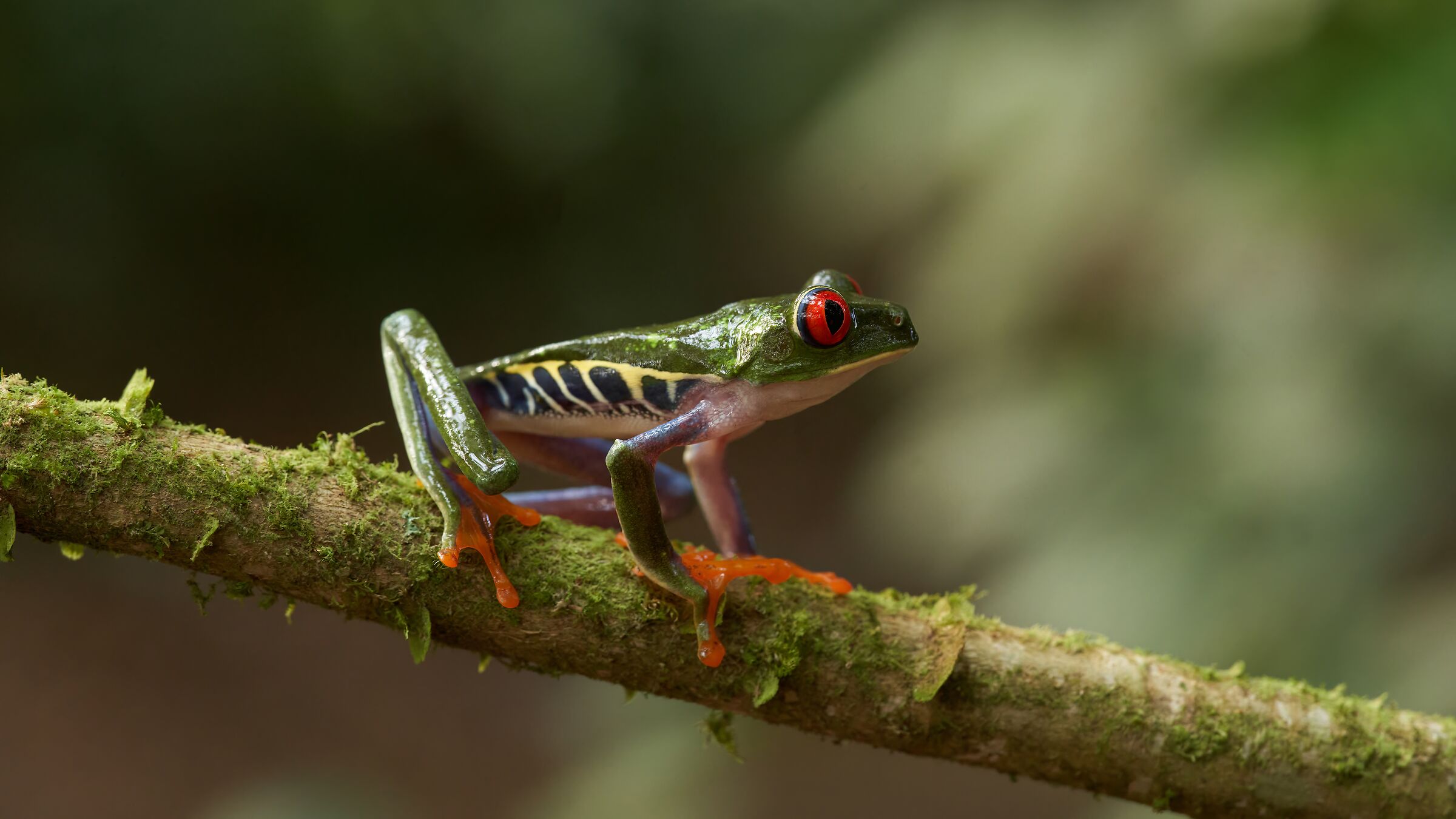 Rana dagli occhi rossi - Costa Rica 2022
