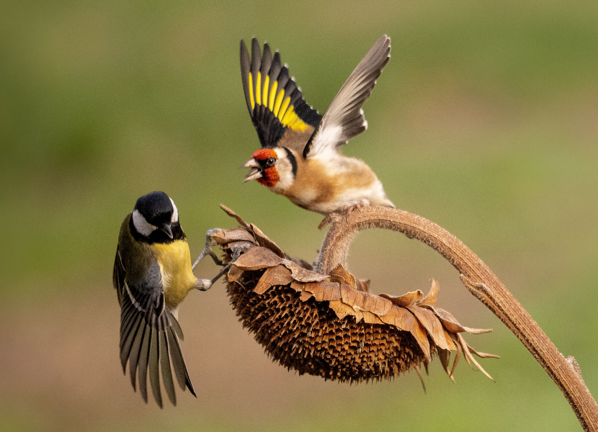 cince e cardellini 3
