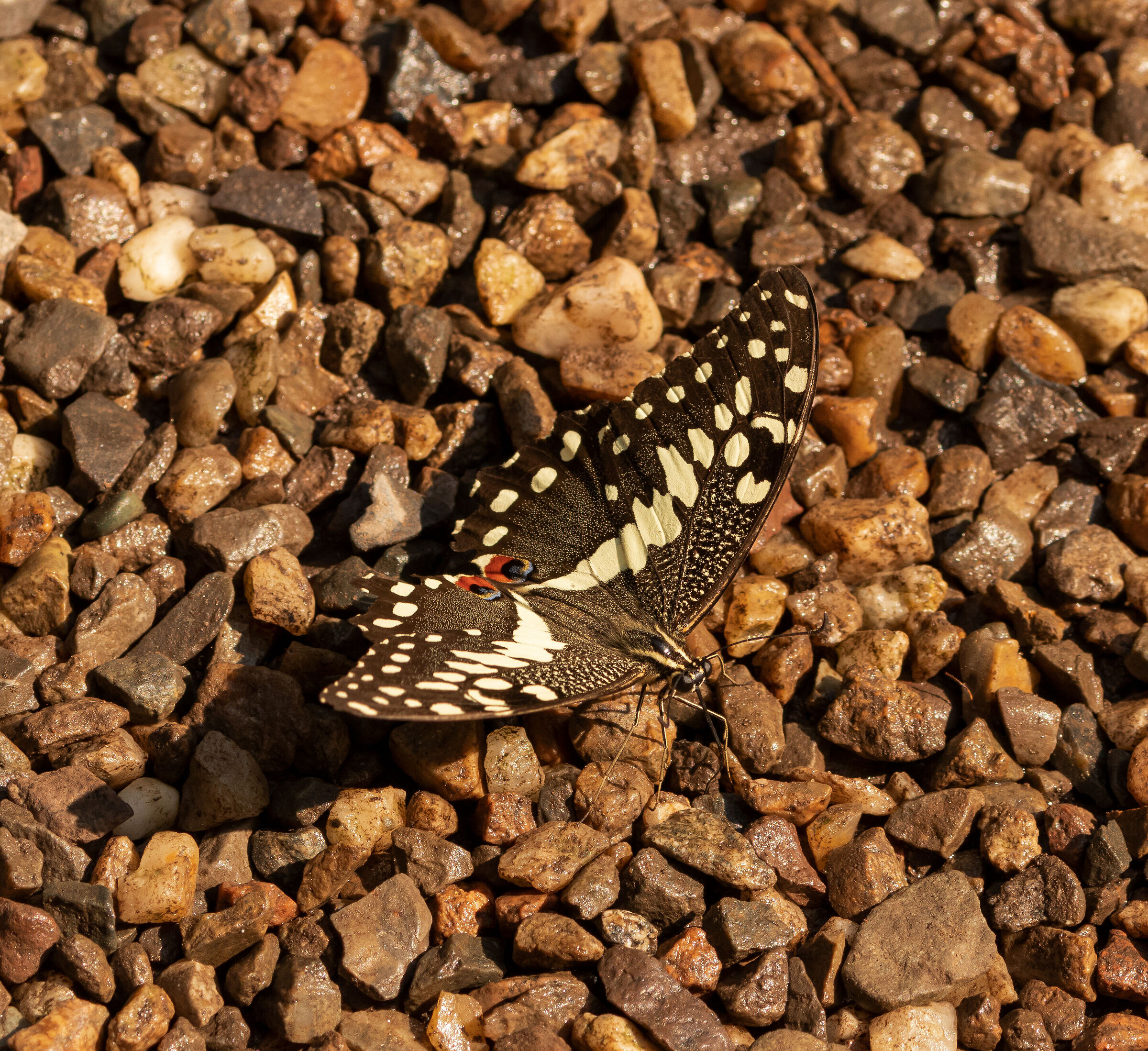 Papilio demodocus 12/08/2021 Oasi Sant'Alessio (pv)
