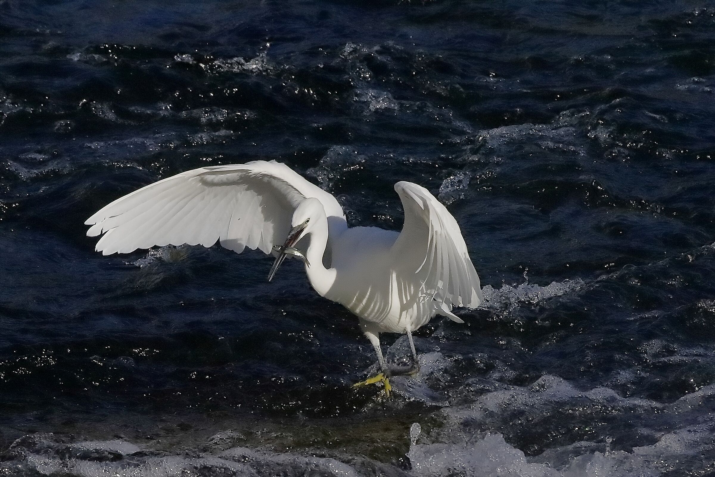 Garzetta 22 ottobre 2022